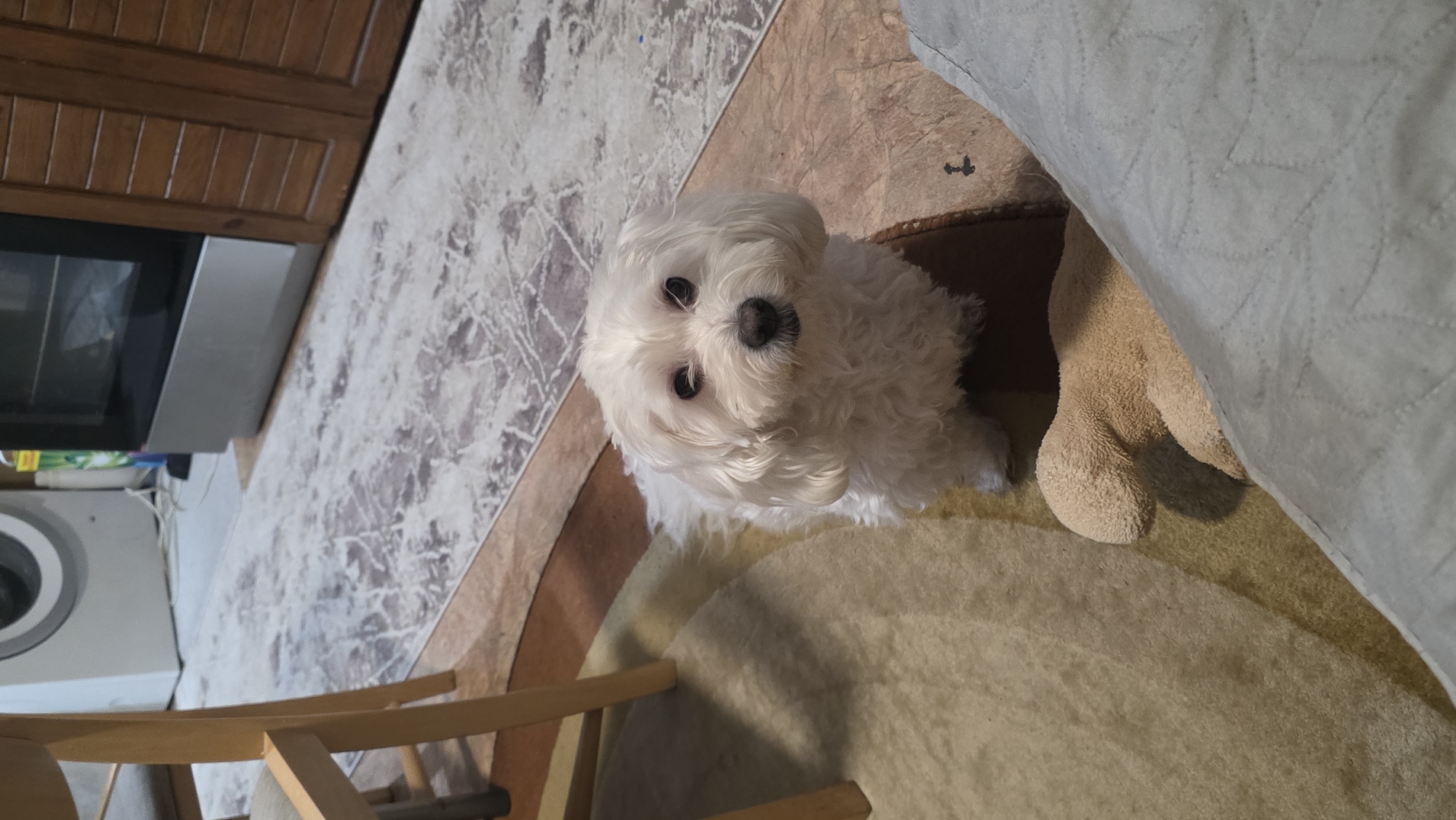 A white Maltese dog sits on a tan and brown rug, near the edge of a light-colored patterned rug, in a room that includes a brown wooden cabinet, a washing machine, an oven, and a chair. A tan stuffed animal is partially visible next to the dog, near a light grey blanket. The location is unknown.