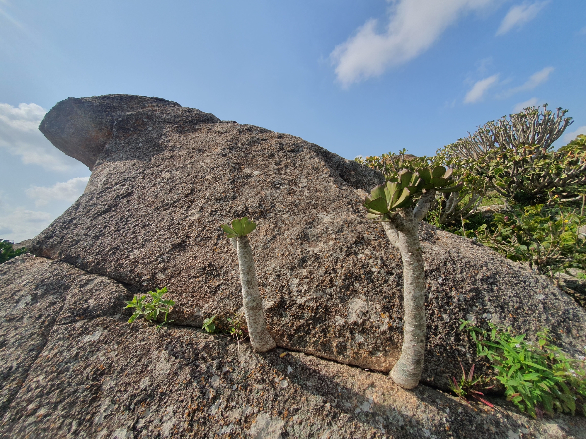 The image depicts a rocky landscape with a prominent, weathered granite boulder in the foreground. Two succulent plants with thick, greyish trunks and sparse green foliage emerge from crevices in the boulder. Behind the boulder, a dense thicket of similar succulent plants and other greenery extends into the background. The sky above is clear blue with a few wispy white clouds. The scene appears to be an outdoor environment, possibly a natural park or a rugged terrain. The location is identified as Gura Top, Nigeria. There are no people visible in the image.