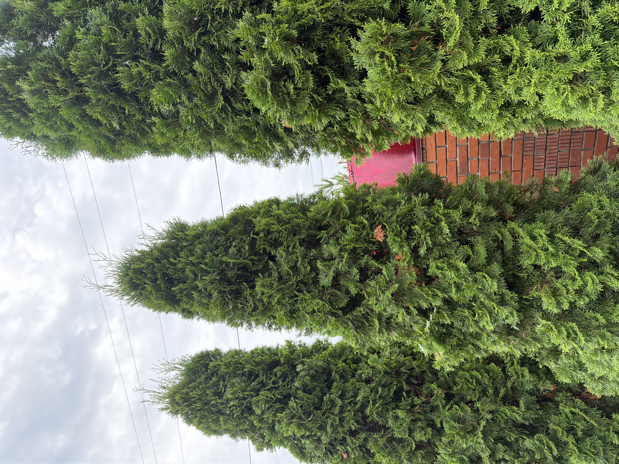 In Tenishevo, Russia, a cluster of three tall, conical evergreen trees stands in the foreground. Their dense green foliage obscures much of the background, but glimpses of a red-tiled roof and a brick wall are visible between them. Overhead, a cloudy sky is punctuated by two parallel power lines. The scene is a close-up shot of the trees and a portion of a building.