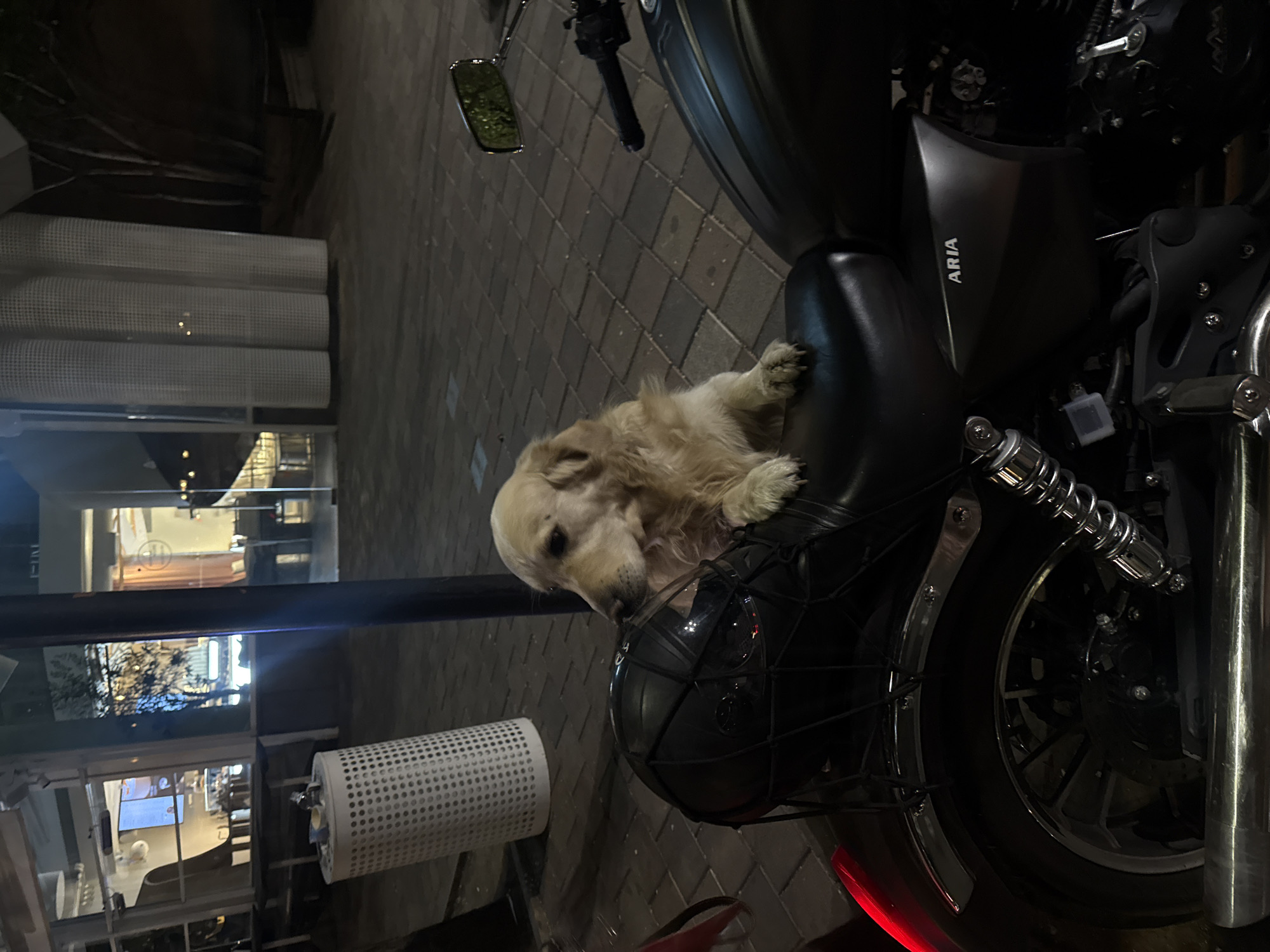 A golden retriever rests on the seat of a parked black motorcycle, its head resting on a helmet placed on the front wheel. The motorcycle has the word "ARIA" on its side. The scene is dimly lit, with a brick-paved ground and blurred reflections of buildings in the background, suggesting a city environment. Cylindrical white objects are visible, possibly part of street furniture. Given the Cyrillic script visible in the reflected signage, the location is likely Yerevan, Armenia.