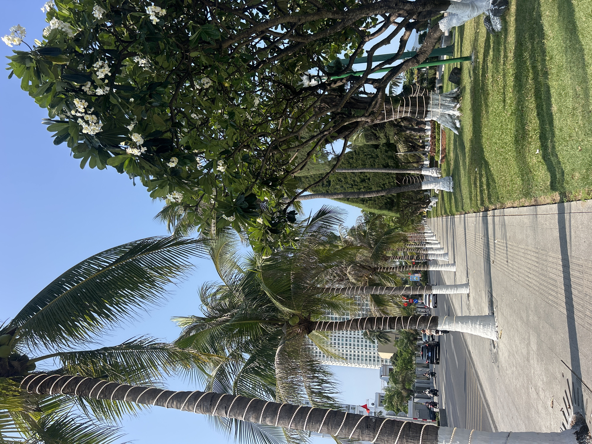 The image displays a sunny, tree-lined street scene in Nha Trang, Vietnam, rotated clockwise. In the foreground and midground, rows of tropical trees dominate the view. Prominently featured are numerous tall palm trees, many bearing green coconuts, alongside broad-leafed trees with clusters of white Frangipani flowers. A notable detail is that many tree trunks, both palm and other species, are painted white at their bases or wrapped decoratively with white, spiraled material, possibly lights.
A wide, light-colored paved sidewalk or promenade runs parallel to the tree line. Adjacent to this path, on the right side of the image, lies a well-maintained green lawn, with long, distinct shadows cast by the trees, indicating bright sunlight. On the opposite side of the tree-lined path, a road is visible, with several cars and motorbikes suggesting ongoing traffic. A few people can be seen on the sidewalk and near vehicles, including one person standing near a black car.
In the background, under a clear blue sky, modern multi-story buildings rise, typical of an urban coastal or resort setting. The strong shadows and clear sky indicate a bright, sunny daytime. A blue road sign with unreadable white text is visible on a pole near the street. The overall scene depicts a lively yet pleasant tropical urban environment.