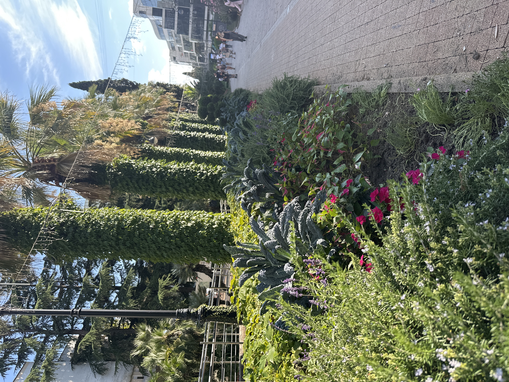 This image depicts a sunny day along a paved walkway lined with lush greenery and palm trees, suggestive of a resort area. In the foreground, a variety of plants, including kale and flowering bushes, are arranged in a well-maintained garden bed. A lamppost with decorative detailing stands to the left, partially obscured by the foliage. In the background, people are strolling along the walkway, which runs adjacent to a modern building with reflective windows. String lights are visible overhead, possibly indicating an event or decoration. The presence of palm trees and the architectural style of the buildings suggest a location in a warm climate. This scene is located on the promenade of Sochi, Russia, specifically along the shoreline of the Black Sea.