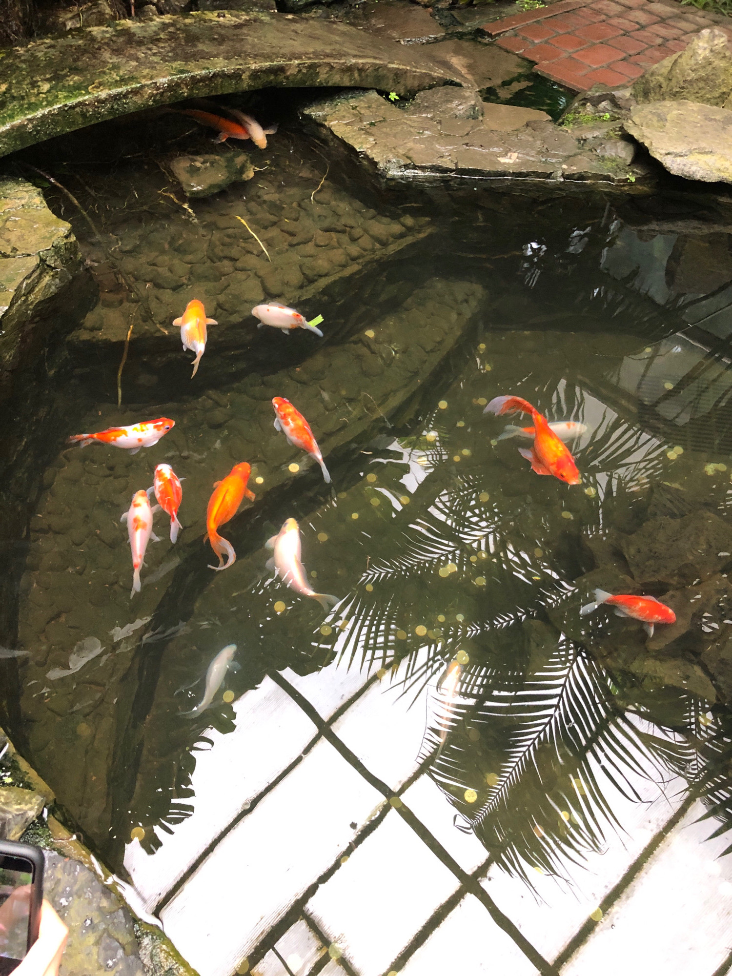 The image depicts a pond in Lviv, Ukraine, populated by several koi fish. The pond is situated within an outdoor setting, possibly a garden or park, with elements of rock formations and brickwork visible around its edges. The water is dark and appears slightly murky. Reflected on the water's surface are the fronds of a palm tree and the grid pattern of a ceiling or overhead structure, suggesting the pond is located in a greenhouse or a covered area. Several koi fish, in various shades of orange, white, and red, are swimming at different depths within the pond. One fish near the bottom left appears to be entirely white with a faint blue tint. There are no people visible in the image, but a smartphone is partially visible at the bottom left corner, held by an unseen individual.