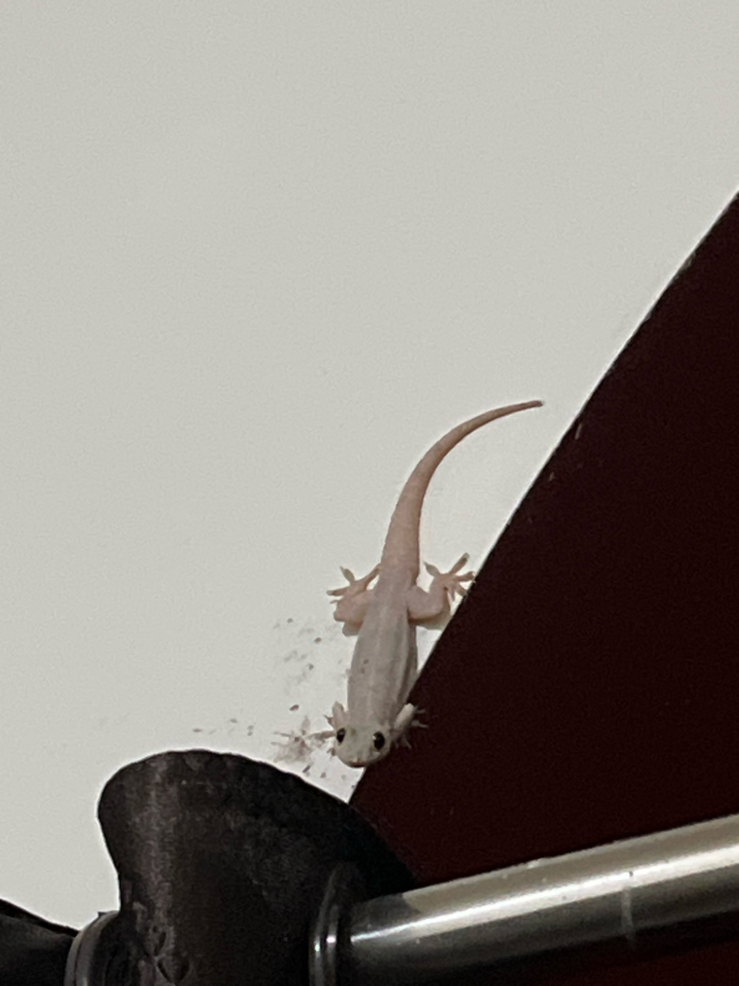 A small, light-colored gecko is climbing on a wall in an indoor setting, possibly a room in MV 42, India. The gecko is positioned vertically, with its head facing downwards. Its body is slender and pale, with visible toes gripping the surface. The wall behind the gecko is a plain, off-white color, with some slight debris visible. To the right of the gecko, a dark reddish-brown object curves upwards, creating a sharp contrast with the wall. At the bottom of the image, a metallic rod runs horizontally, appearing to be part of some furniture or fixture. The lighting suggests an indoor environment with artificial light.