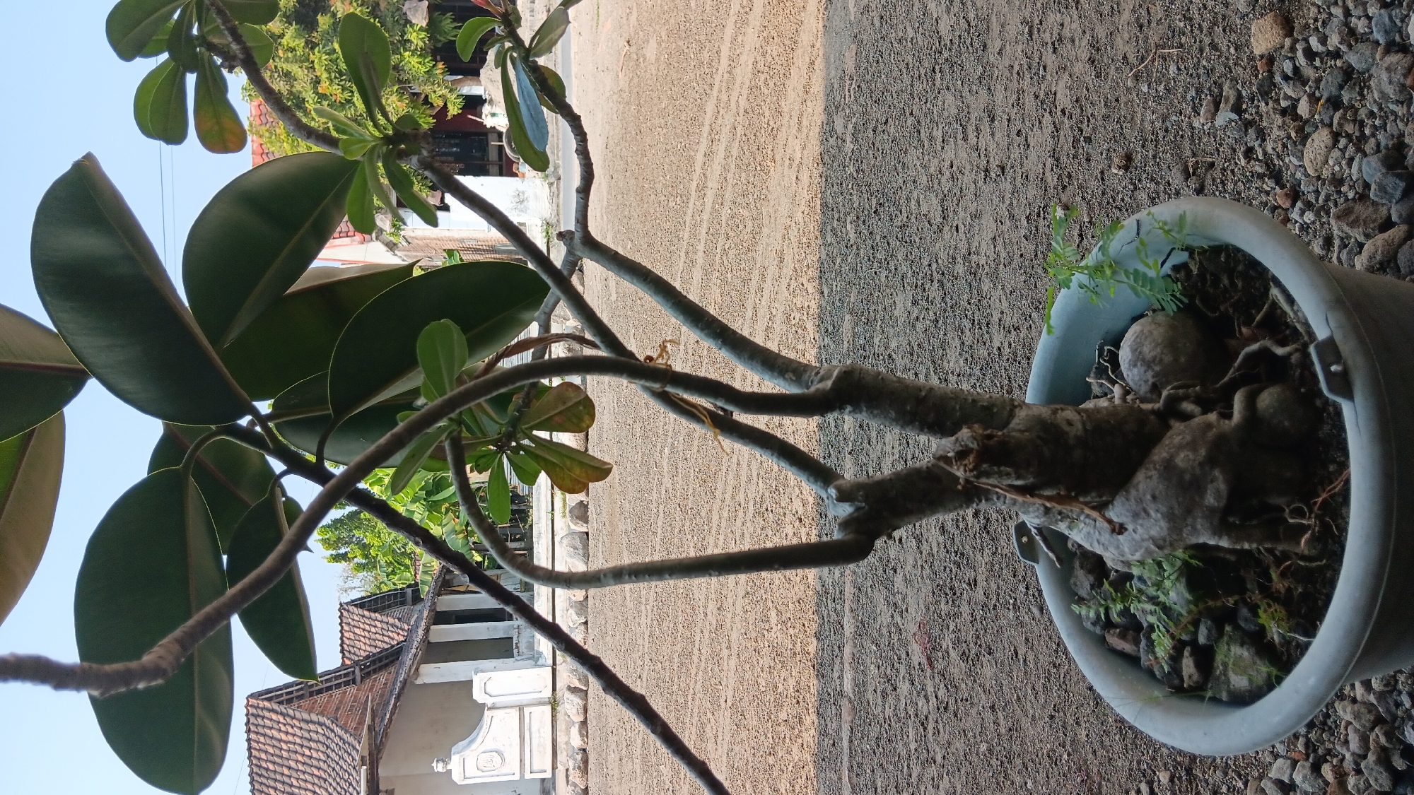 An outdoor shot, taken at ground level, focuses on a bonsai tree in a grey plastic pot. The bonsai has thick, gnarled branches and large, dark green leaves. The pot is filled with soil, small green plants, and various grey and brown rocks. The background shows a sandy, dusty ground, with a white building and red-tiled roofs of houses in the distance. The sky is clear and blue. The location is identified as Sonobekel, Indonesia.