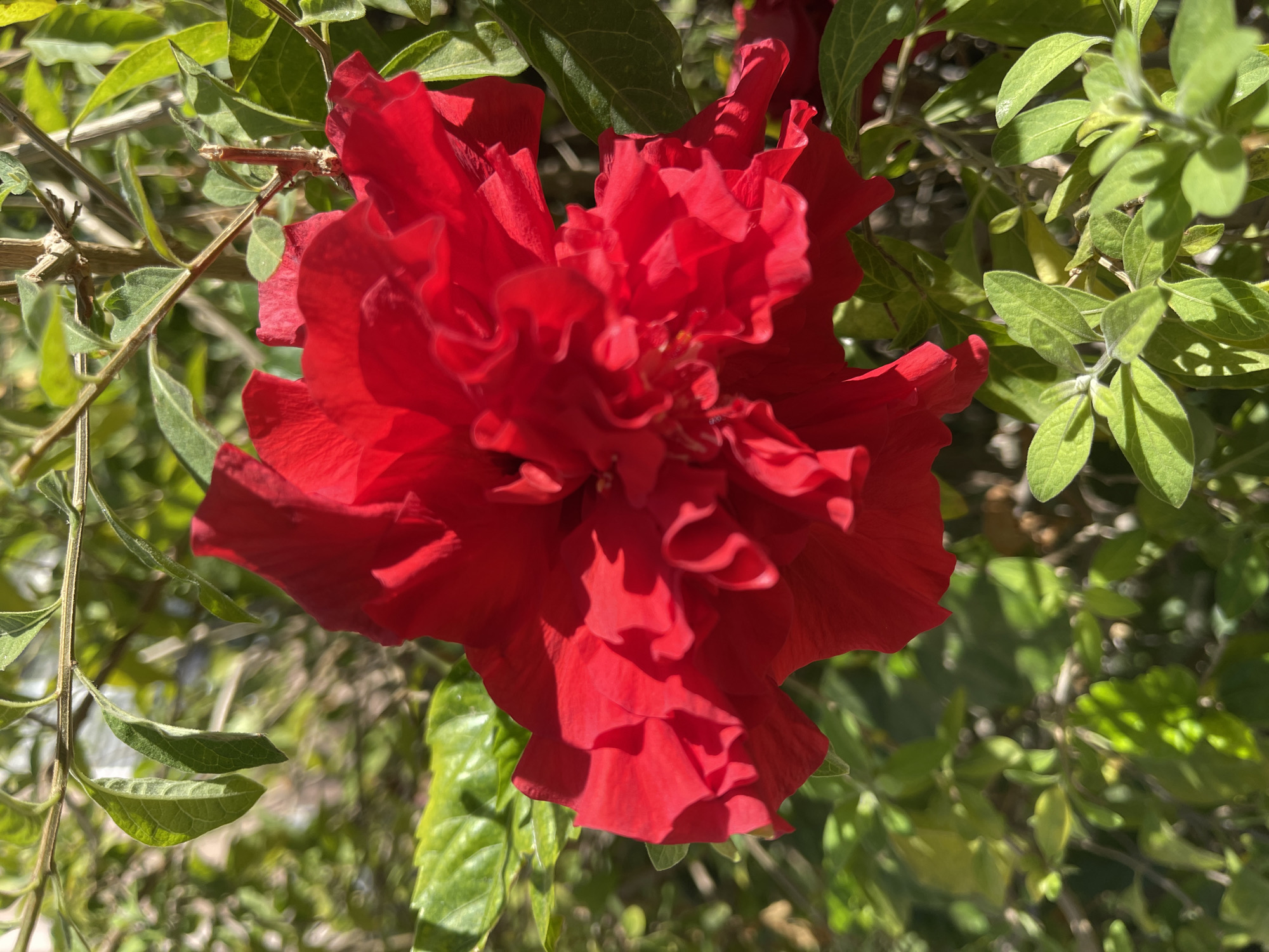 This is a close-up, eye-level, outdoor photograph of a vibrant red double hibiscus flower in bloom, set against a backdrop of lush green foliage. The flower is the dominant subject, with its ruffled petals creating a complex texture and the sunlight casting shadows that highlight its depth. The leaves are a rich green, some catching the sunlight and appearing brighter. The image was taken in Netanya, Israel, likely in a garden or park given the natural setting. There are no people or discernible human activity in the frame. The focus is solely on the botanical subject.