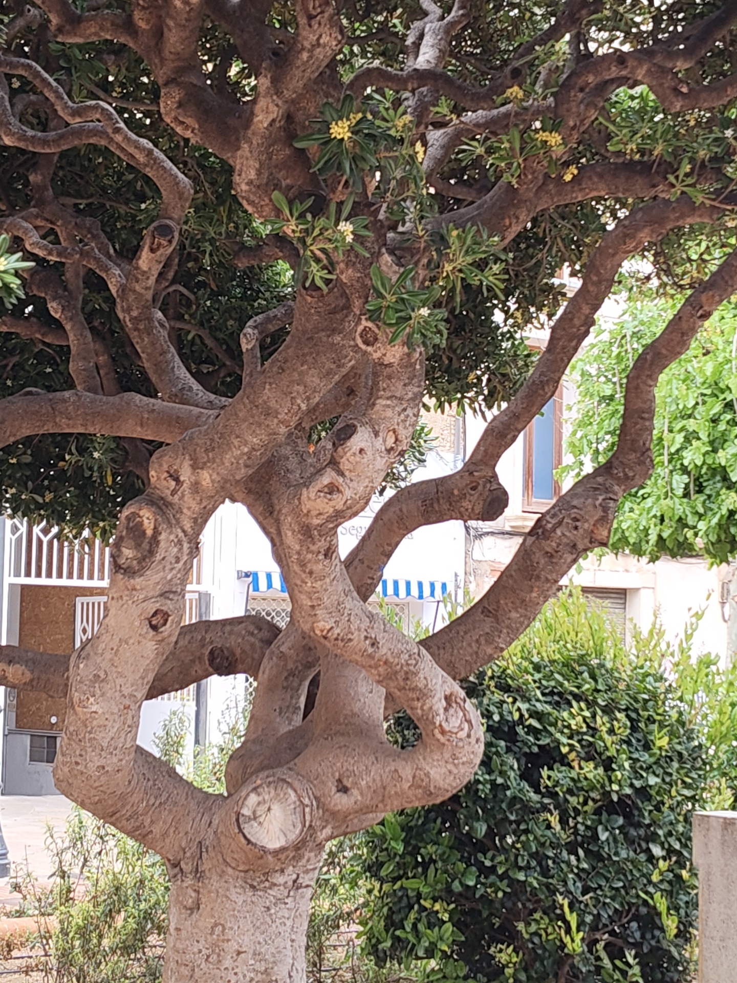 The image captures a tree with distinctive gnarled and twisted branches located in Dénia, Spain. The tree's trunk and branches are light brown in color, with various cut marks and knots visible. Some branches bear green leaves and small yellow flowers. In the background, elements of the cityscape are visible, including a building with blue and white striped awnings, a white fence, a blue window frame, and green foliage from other plants. The tree is surrounded by low bushes and a concrete structure, indicating a public garden or park setting. The scene suggests a sunny day with natural light illuminating the subject and the surrounding environment. No people are visible in the image.