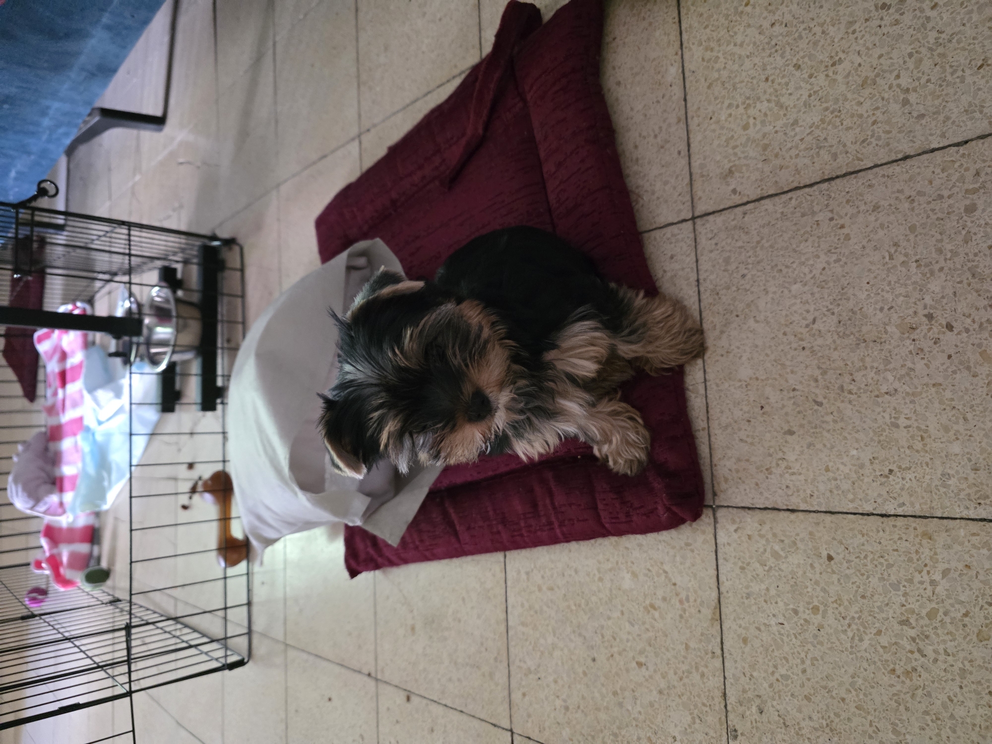 A small, fluffy Yorkshire Terrier dog is lying down on a burgundy-colored cushion on a tiled floor. The dog is mostly black with tan markings on its face and legs. It is facing to the right of the frame, with its eyes closed. Beside the cushion, there is a crumpled white blanket. To the left of the dog and cushion, a black metal pet cage is visible. Inside the cage, there are several colorful items, including pink and white striped fabric, a blue item, and what appears to be a plush toy. A metal bowl is attached to the side of the cage. The floor is made of large, light-colored tiles with visible grout lines. In the upper left corner of the image, a portion of a blue object, possibly a piece of furniture or a mat, is visible. The overall scene appears to be indoors, likely in a home environment. The lighting suggests it could be daytime, but no specific time of day is evident. The dog appears to be resting or sleeping. There is no visible text in the image. The location context of Petah Tikva, Israel, does not provide specific visual cues within the image itself.
