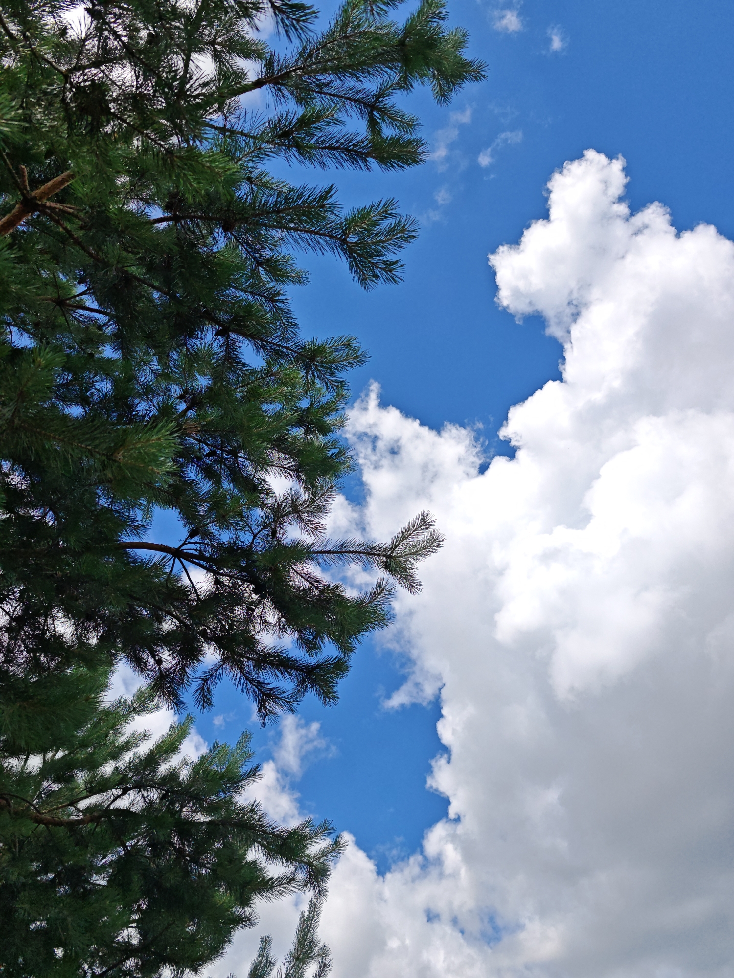 The image is a low-angle shot looking up at a bright blue sky with white, fluffy clouds and the dark green branches of a pine tree. The pine branches are positioned in the upper left quadrant of the frame, obscuring some of the sky. The clouds are predominantly on the right side of the image, with a large, dominant cloud formation. The image appears to be taken outdoors, suggesting a natural environment. Based on the provided location information, the scene is situated within the Ждановіцкі сельскі Савет, Belarus. No people or specific man-made structures are visible.