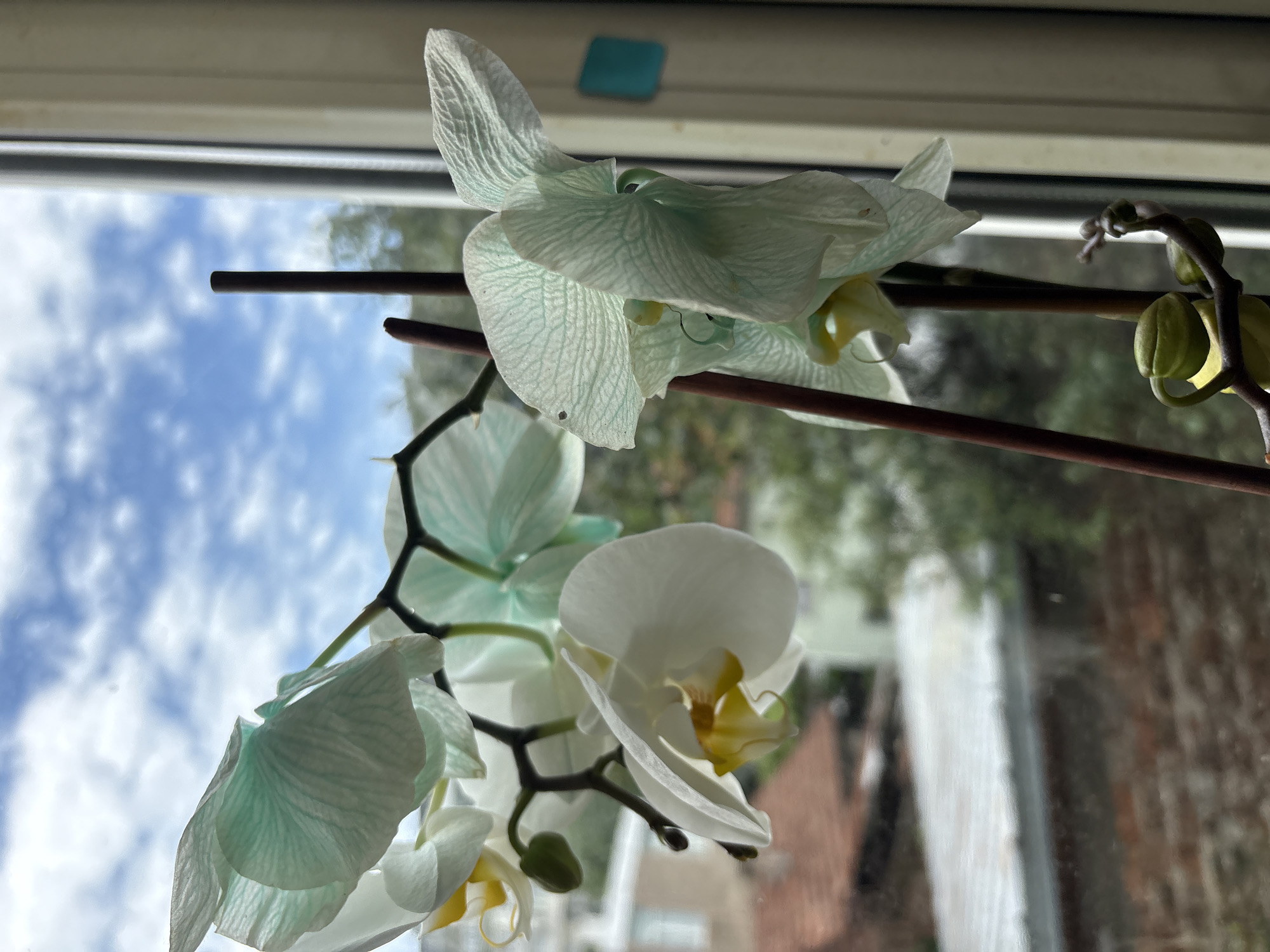 A close-up shot of a white and green orchid plant in front of a window. The top section of the photo contains the window frame, a teal adhesive square, and the sky visible through the window. Below, the orchid blossoms, some fully open with yellow centers and others still forming as buds, extend diagonally across the frame. Brown stems support the plant. The reflection from the window reveals a blurred, brick building. The exact city location is unknown.