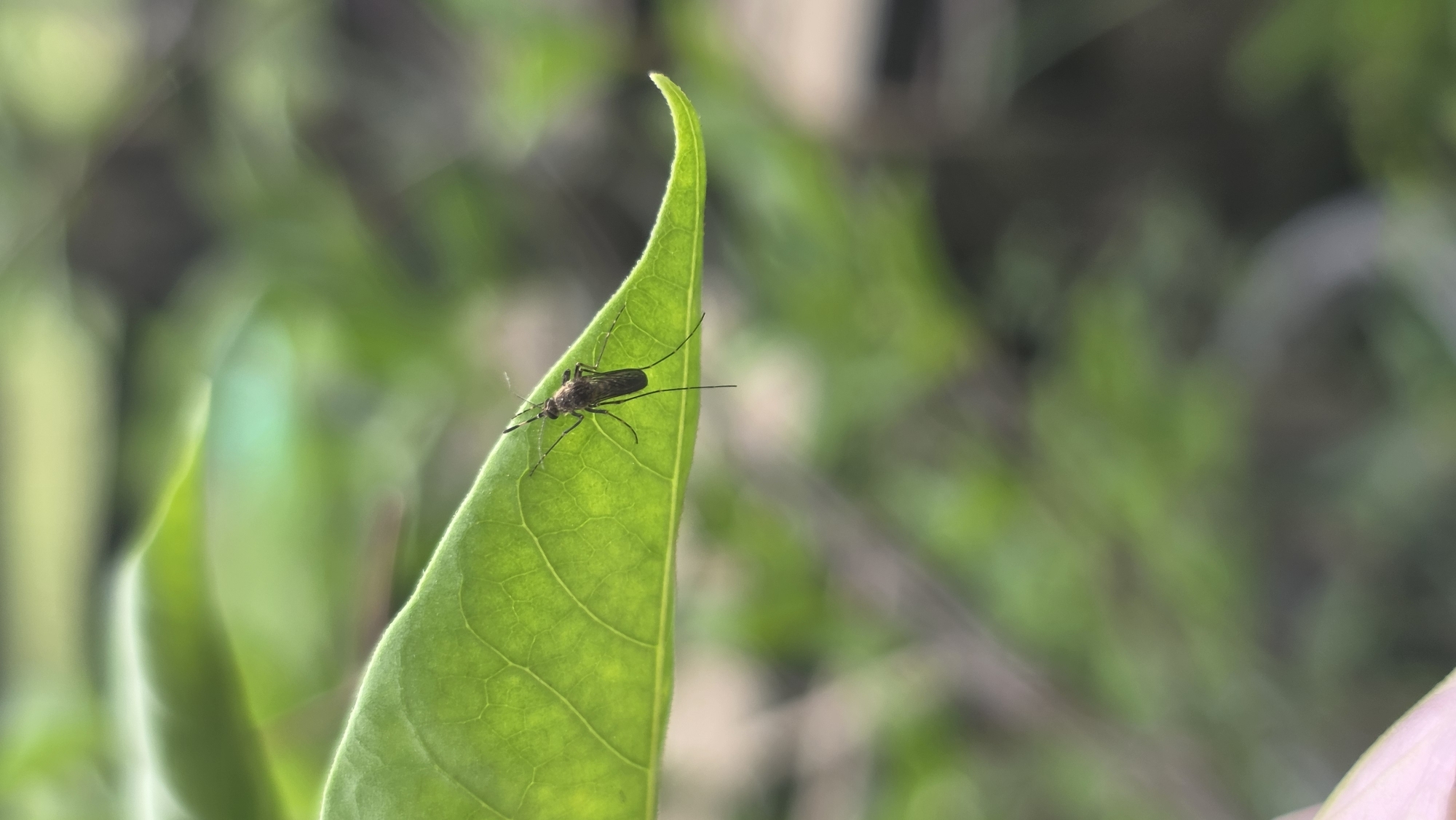 A mosquito rests on the surface of a large, light green leaf. The leaf curves inward at its tip. Other leaves are visible in the background, which is blurred and out of focus. The image appears to be taken outdoors, with natural lighting. The location is Lhokseumawe, Indonesia.