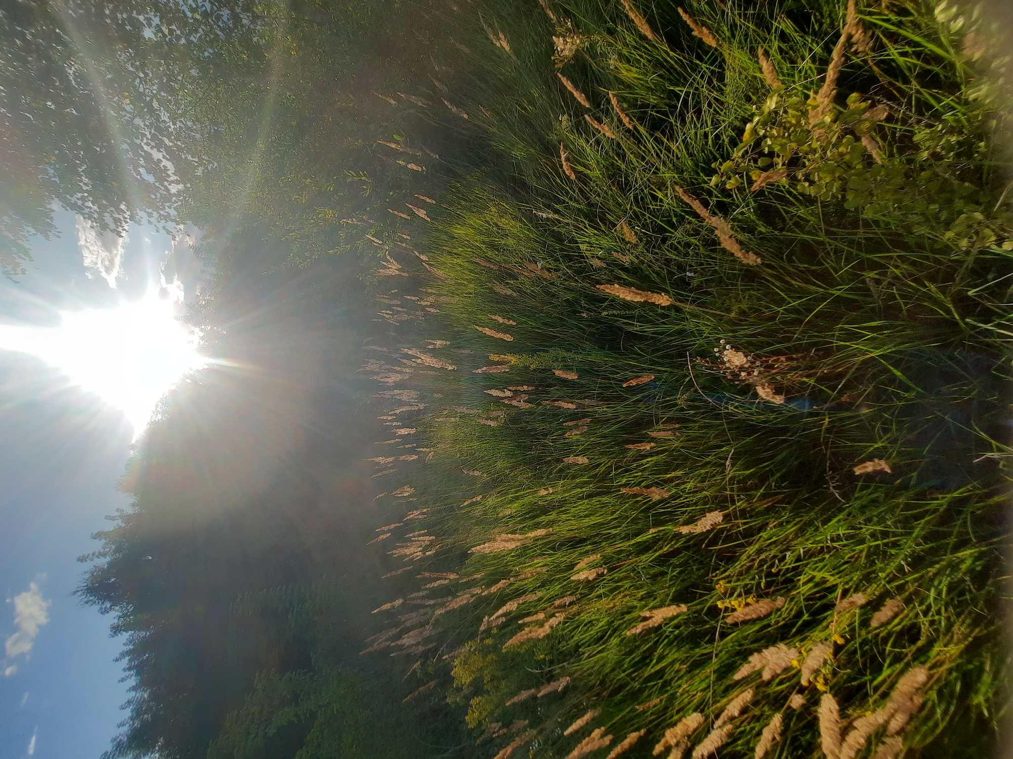The image depicts a sunlit field of tall, dry grass with feathery seed heads, suggesting a late summer or early autumn setting. The sun is prominently positioned in the upper center of the frame, casting bright rays and creating a lens flare effect that illuminates the sky and the surrounding foliage. In the background, a dense line of trees and shrubs forms a dark green barrier against the bright sky. The foreground is dominated by the swaying grass, with some parts illuminated by the sunlight and others in shadow. The overall impression is one of a natural, outdoor scene, likely a meadow or undeveloped area. Without additional context, it is not possible to determine the specific location within the city of Шклоў, Belarus.