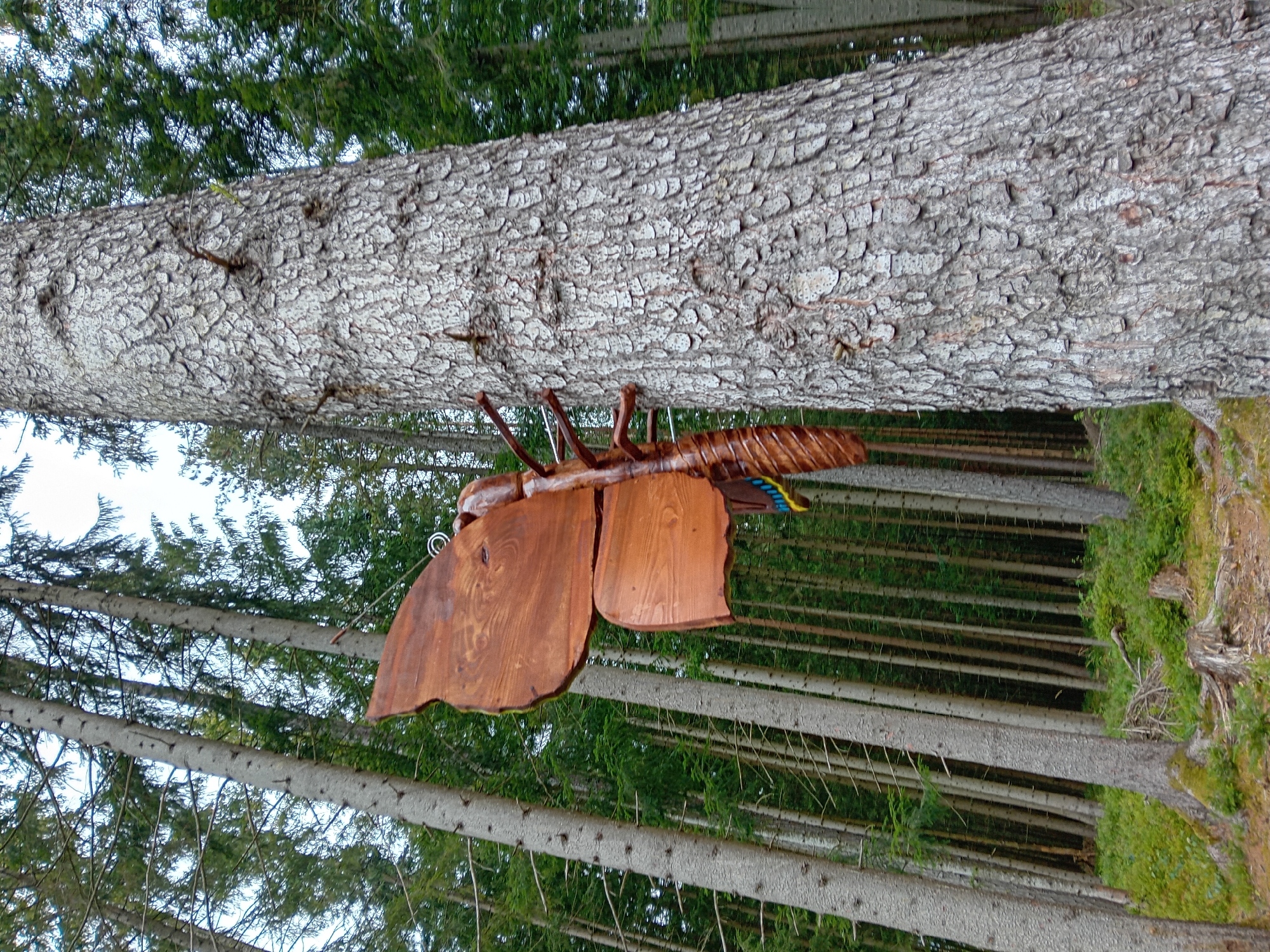 This image depicts a large, wooden sculpture of a butterfly attached to the trunk of a tall, rough-barked evergreen tree. The butterfly sculpture is made of brown wood, with carved wings and a segmented body. It is positioned on the right side of the frame, partially obscuring the texture of the tree trunk. Behind the central tree, a dense forest of evergreen trees with straight, slender trunks stretches into the background. The ground is covered with low-lying green vegetation and some fallen branches. The overall scene is set in a natural, forested environment. The butterfly sculpture is a man-made addition to the natural landscape. This scene is located in the city of Zuberec, Slovakia, as part of the outdoor art installations.