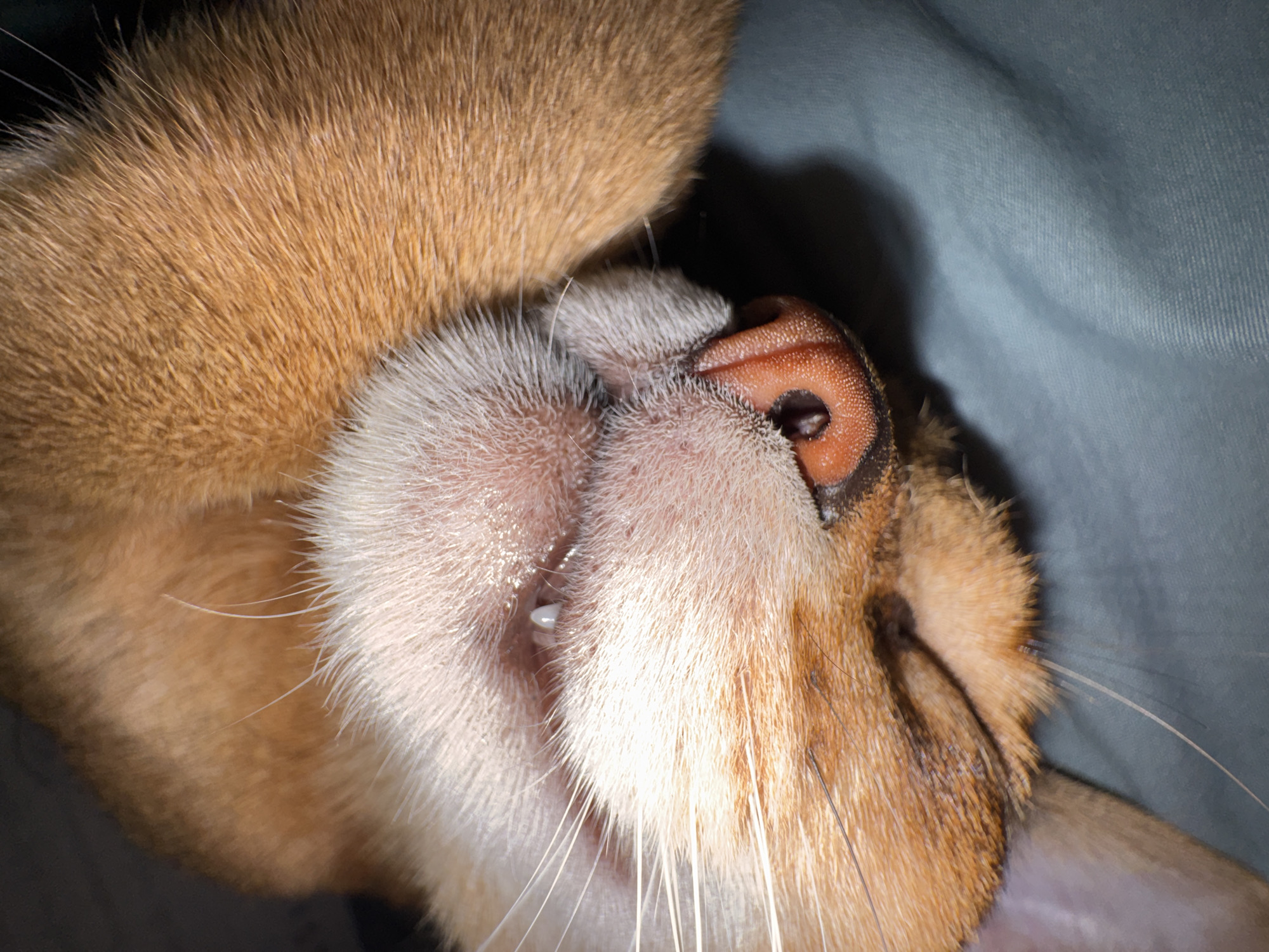 A close-up shot shows the upside-down face of a ginger cat. The cat's pink nose is prominent, and its mouth is slightly open, revealing a small tooth. The cat's fur is visible, and it is lying on a gray surface. The image does not provide any evidence regarding a location in Chaikovsky, Russia.