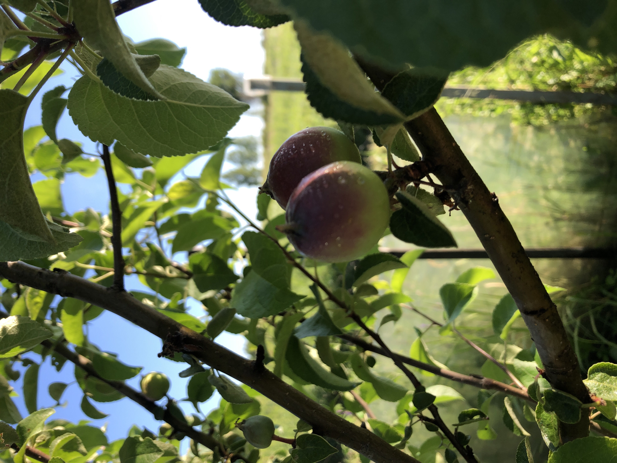 The image shows two small, immature apples hanging from a tree branch. The apples are mostly green with some red blush and appear to have water droplets on their surface, suggesting recent watering or dew. The background is blurred and shows a grassy area with some fencing and trees, indicative of an outdoor rural or garden setting. The lighting suggests it is daytime, possibly morning or late afternoon. There are no people or animals visible in the image. The scene is located in Zhukovo, Russia.