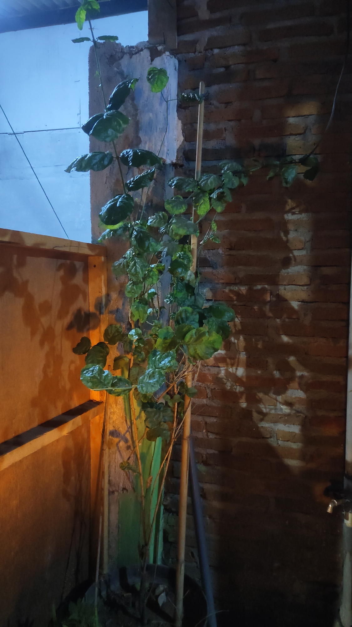 A potted green vine is supported by a wooden stake, climbing against a brick wall. The wall is constructed from reddish-brown bricks. To the left of the vine, a wooden structure with a slatted surface is visible, casting a shadow. The background includes a blue wall and a roof, suggesting an outdoor setting. A faucet is also visible on the right side of the image. The scene appears to be a corner of an outdoor space, possibly a yard or patio, in Malang, Indonesia, with the lighting indicating it is nighttime or dusk.