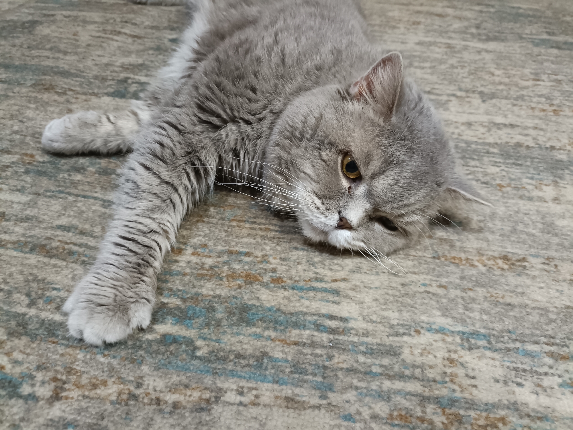 A close-up, high-angle shot shows a fluffy, grey cat lying on its side on a patterned carpet. The cat's body is mostly out of frame, with its head and one outstretched paw visible. The cat has yellow eyes and is looking to the left. The carpet has a pattern of grey, beige, and blue lines. The image appears to have been taken indoors, likely in a residential setting. The cat is resting and relaxed. There is no information in the image to determine its location in Bataysk, Russia.