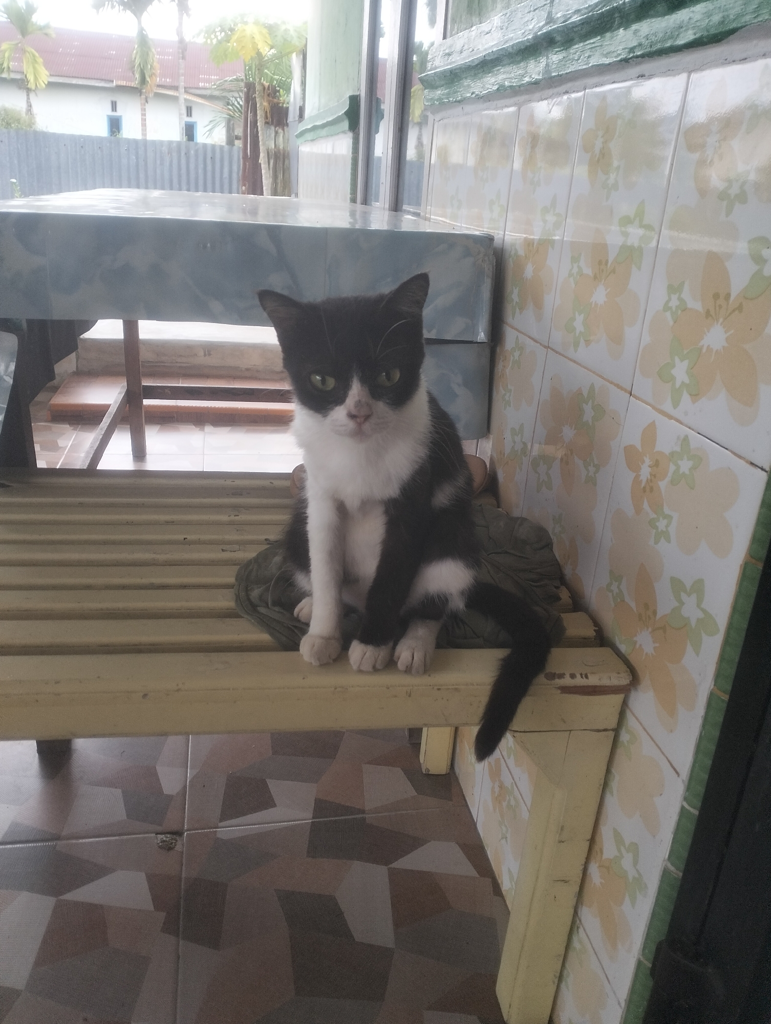 A black and white kitten with green eyes sits on a light-colored wooden bench. The bench is positioned outdoors, possibly on a porch or patio, with tiled flooring visible beneath. Behind the bench, there is a table covered with a patterned cloth. The background shows a building with a red roof and palm trees, suggesting a tropical climate. The wall next to the bench is decorated with floral patterned tiles in yellow and green.
