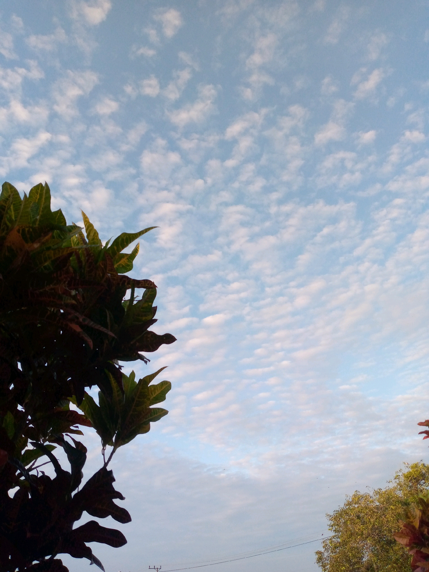 A daytime, outdoor, medium shot shows a dense cluster of dark green and reddish-brown leaves of a plant in the foreground, silhouetted against a pale blue sky filled with scattered, wispy white clouds. The foliage takes up the left side of the frame, with individual leaves clearly defined, some reaching towards the right. The sky dominates the majority of the image, with the clouds forming a delicate, dappled pattern. In the lower right corner, the top portion of a tree with lighter green foliage is visible, and a thin black wire stretches horizontally across the frame near the bottom. A very faint hint of power lines with a pole is visible in the bottom center. The scene appears to be a natural outdoor environment, potentially a garden or park, with a sense of peacefulness.