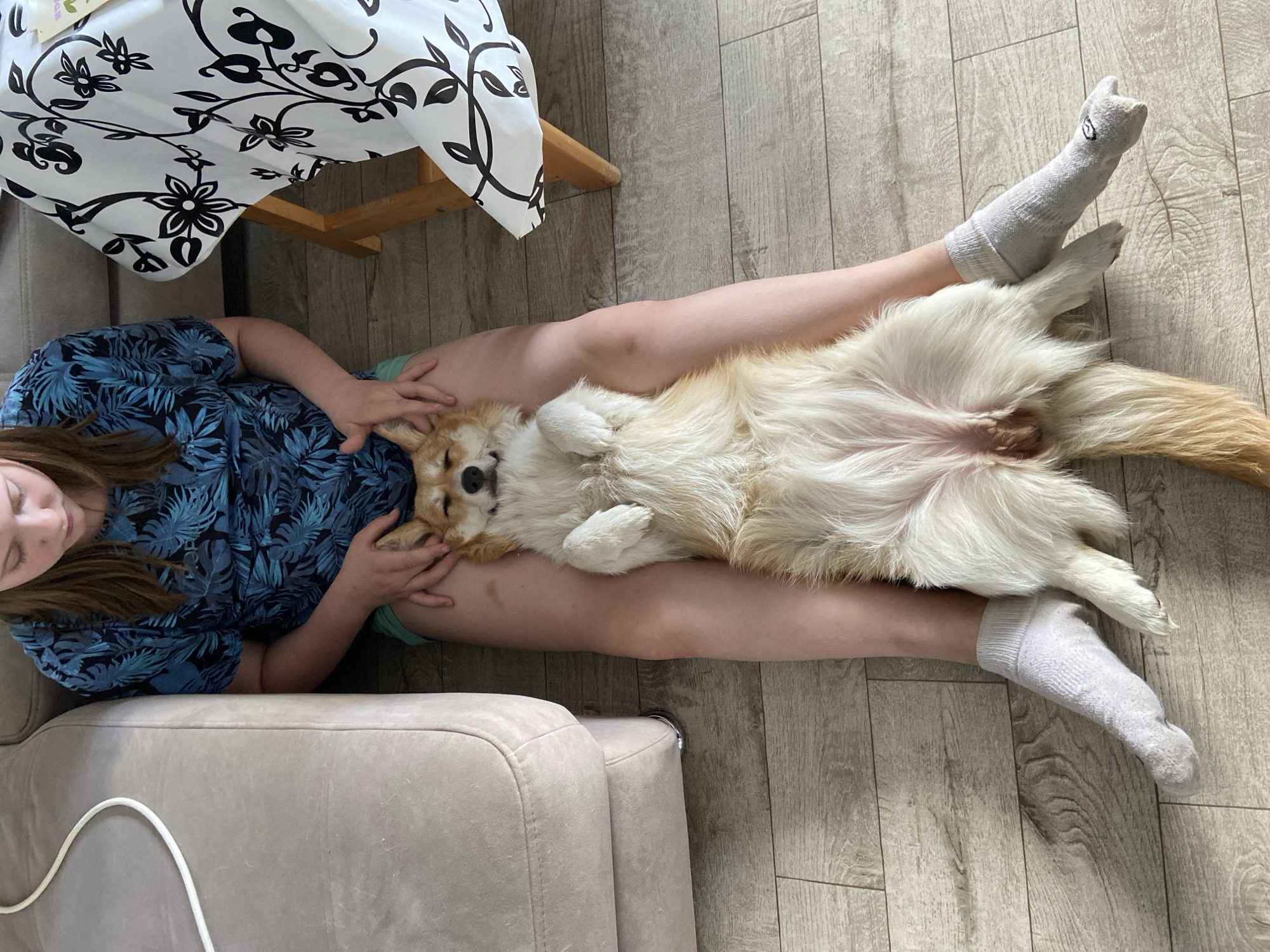 A person is lying on a wooden floor, with a corgi dog lying on their legs, belly-up. The person is wearing a blue floral shirt, and gray socks. The dog has a tan and white coat. A portion of a sofa is visible on the left, and a table with a black and white floral tablecloth is in the upper-left corner. The location is most likely indoors. The city of Chaikovsky, Russia, is not evident in the image.