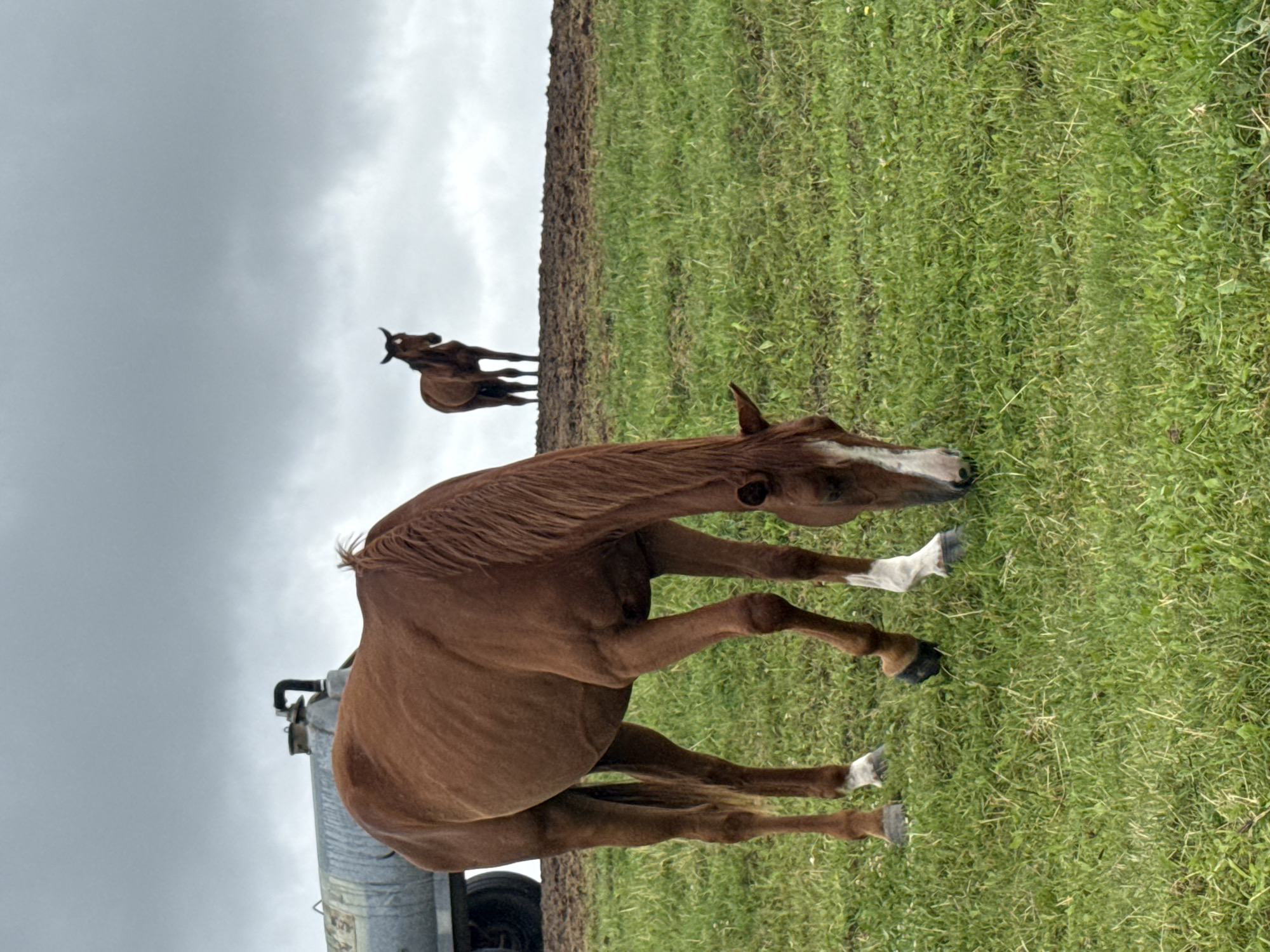 A brown horse grazes on a grassy hill under a cloudy sky. Behind the horse, a water tank trailer is visible. In the distance, another brown horse stands on a higher ridge. The scene appears to be in Bendoriai, Lithuania.