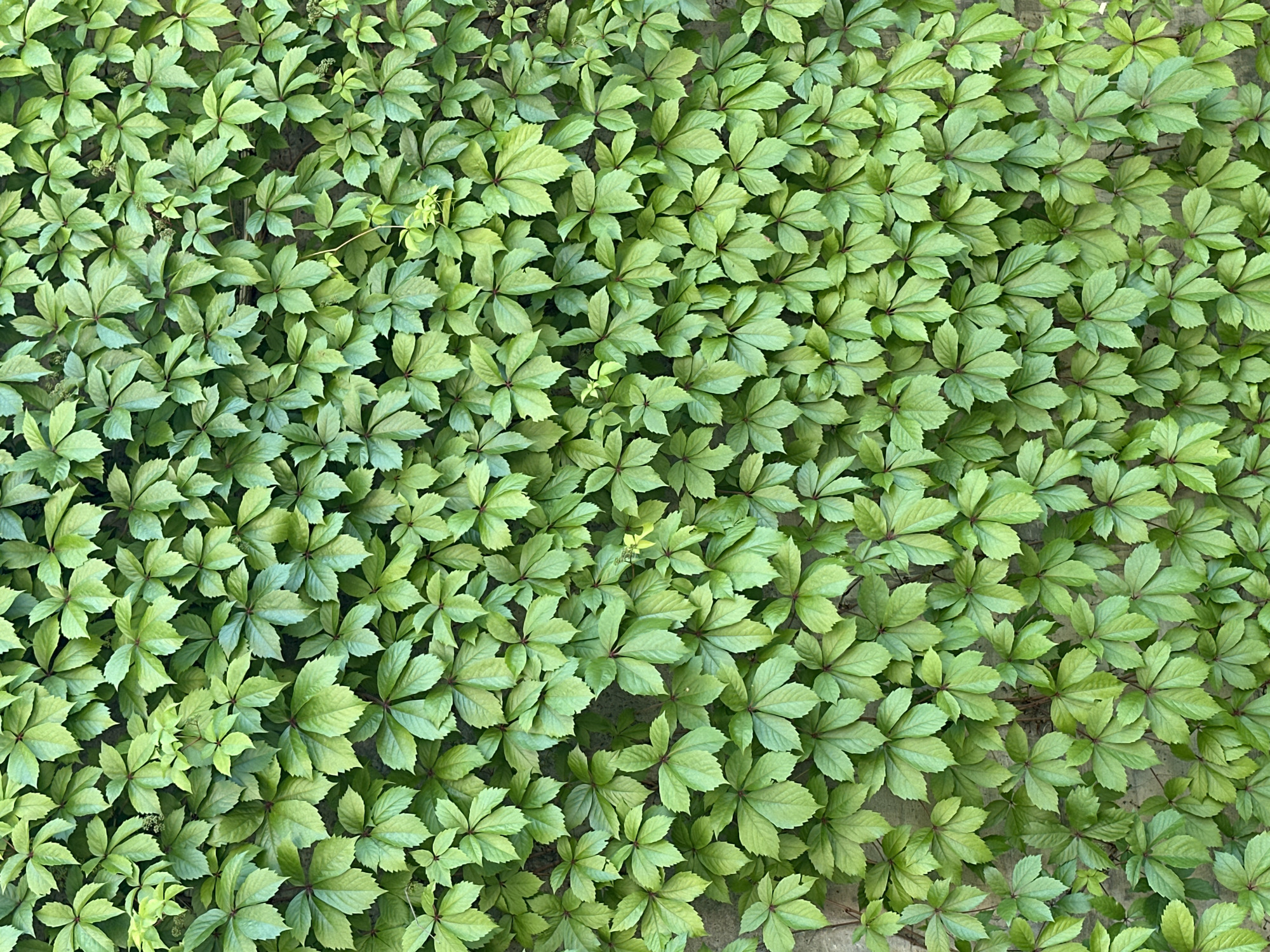 The image shows a close-up, full-frame view of a dense wall covered in lush green Virginia creeper leaves. The leaves are palmate, typically with five leaflets, and are a vibrant shade of green, with some showing slight variations in tone. The overall texture is one of abundance and organic growth, with individual leaves overlapping and forming a textured surface. The underlying structure of the wall is barely visible through the foliage, appearing as a neutral, greyish background. The lighting suggests it is daytime, with natural light illuminating the leaves, creating subtle highlights and shadows that give the foliage depth. No people or animals are present in the image. The setting appears to be an exterior wall in a natural or semi-natural environment. Based on the provided context, this scene is located in Glavatartsi, Bulgaria.