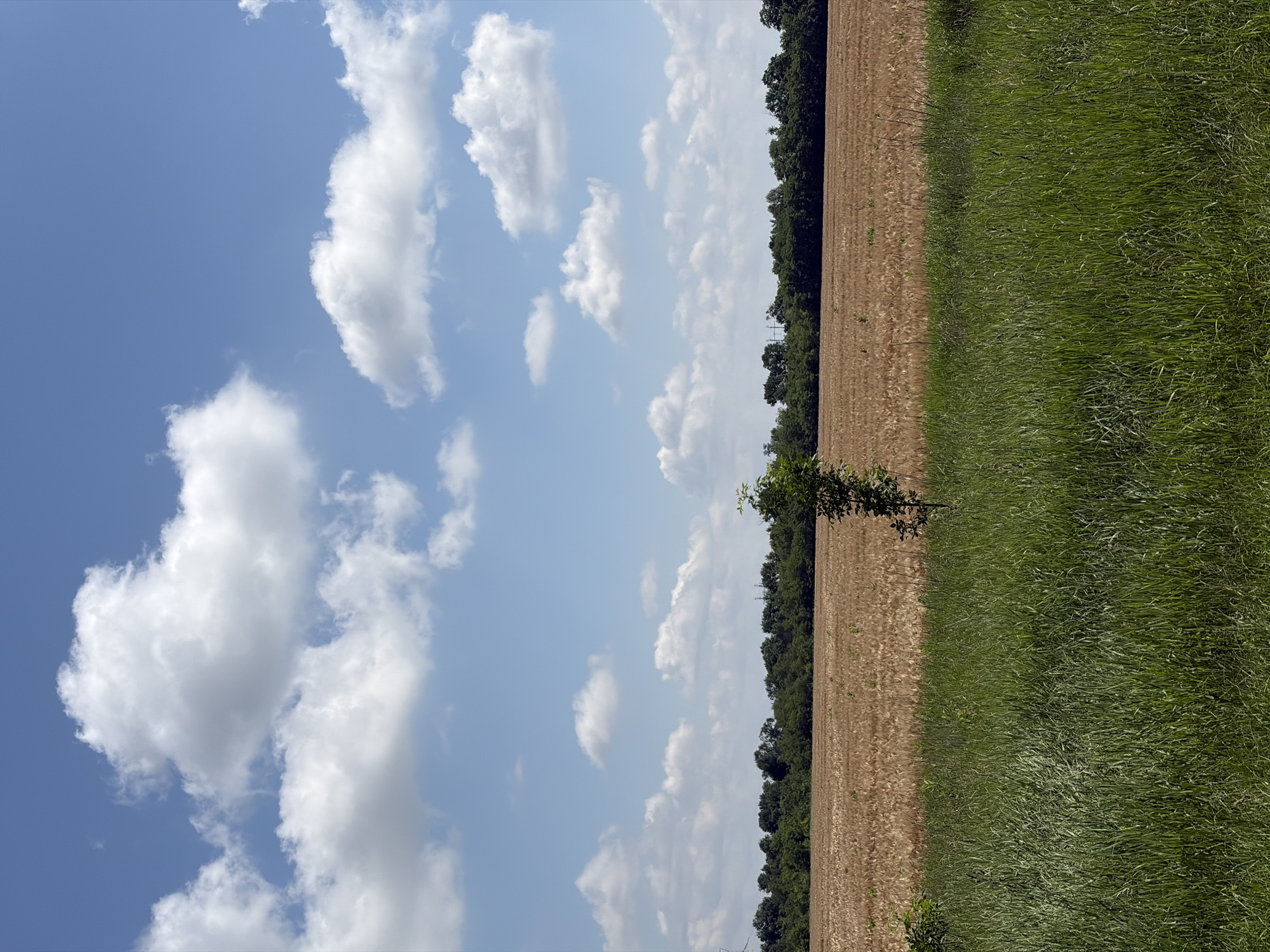 A lone, small tree stands in the middle of a vast, golden field under a blue sky filled with fluffy white clouds. The field is bordered by a dark green line of trees in the distance. In the foreground, tall green grass grows thickly, obscuring the ground. The scene is a serene landscape, evoking a sense of openness and nature's tranquility.