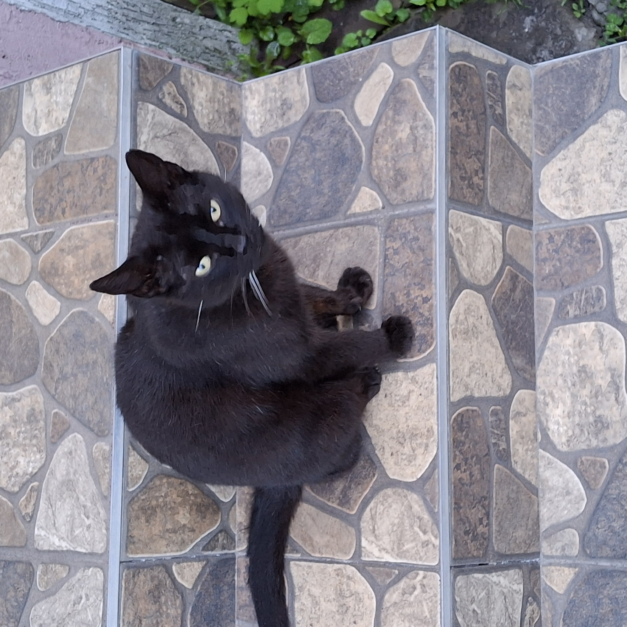 A black cat is lying on a tiled surface. The cat is curled up with its tail extended. The tiled surface has a pattern of irregularly shaped stones in various shades of brown and gray. The background includes green plants and a concrete surface. The location is Unknown, Unknown.
