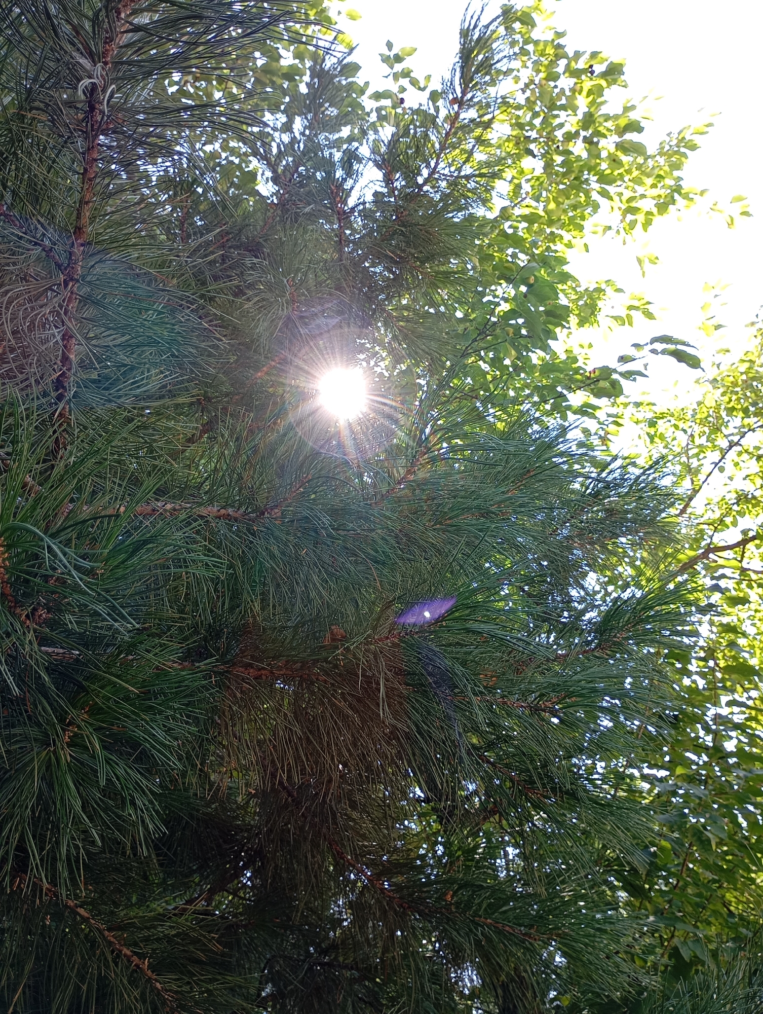The image shows a close-up view of pine tree branches with green needles, illuminated by the sun. The sun is visible as a bright, star-shaped light source peeking through the foliage, creating lens flare effects. In the background, there are more green leaves from other trees, suggesting an outdoor natural setting. There are no people, animals, or man-made structures visible in the image. The location is described as Chaikovsky, Russia, which implies this is likely a park, forest, or other green space within or near the city.