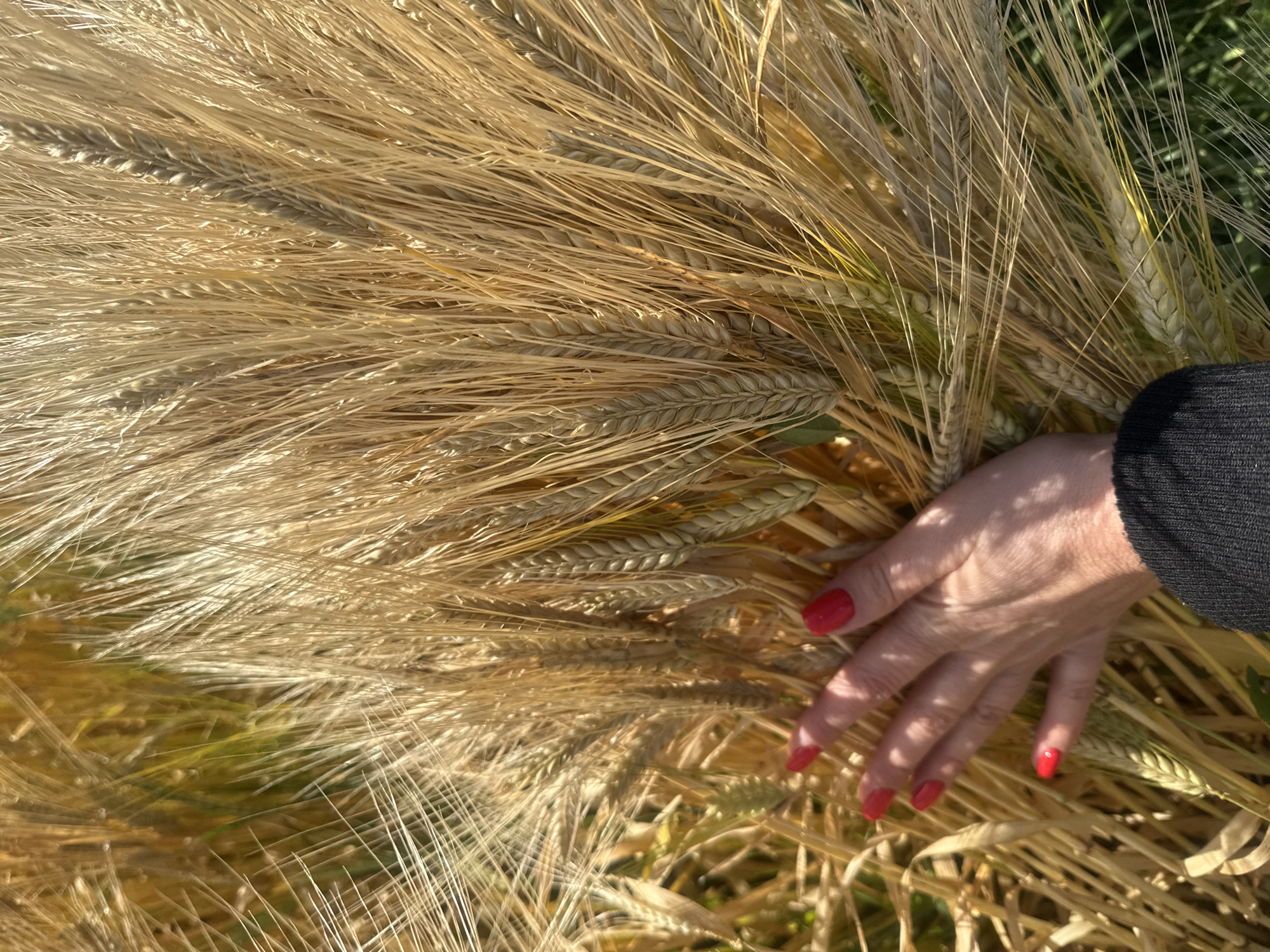 A close-up, high-angle shot captures a person's hand with bright red nail polish resting on a bundle of ripe wheat stalks in Bietigheim-Bissingen, Germany. The wheat is a dominant element, appearing dry and golden, with some stalks exhibiting a greenish hue, suggesting a harvest season. The hand, positioned in the lower left quadrant of the image, is gently touching the wheat, creating a contrast between the soft skin and the rough texture of the grain. The background is blurred, hinting at a field of similar wheat under a bright, possibly sunny, sky. The image is likely taken outdoors in a rural or agricultural setting within or near Bietigheim-Bissingen.