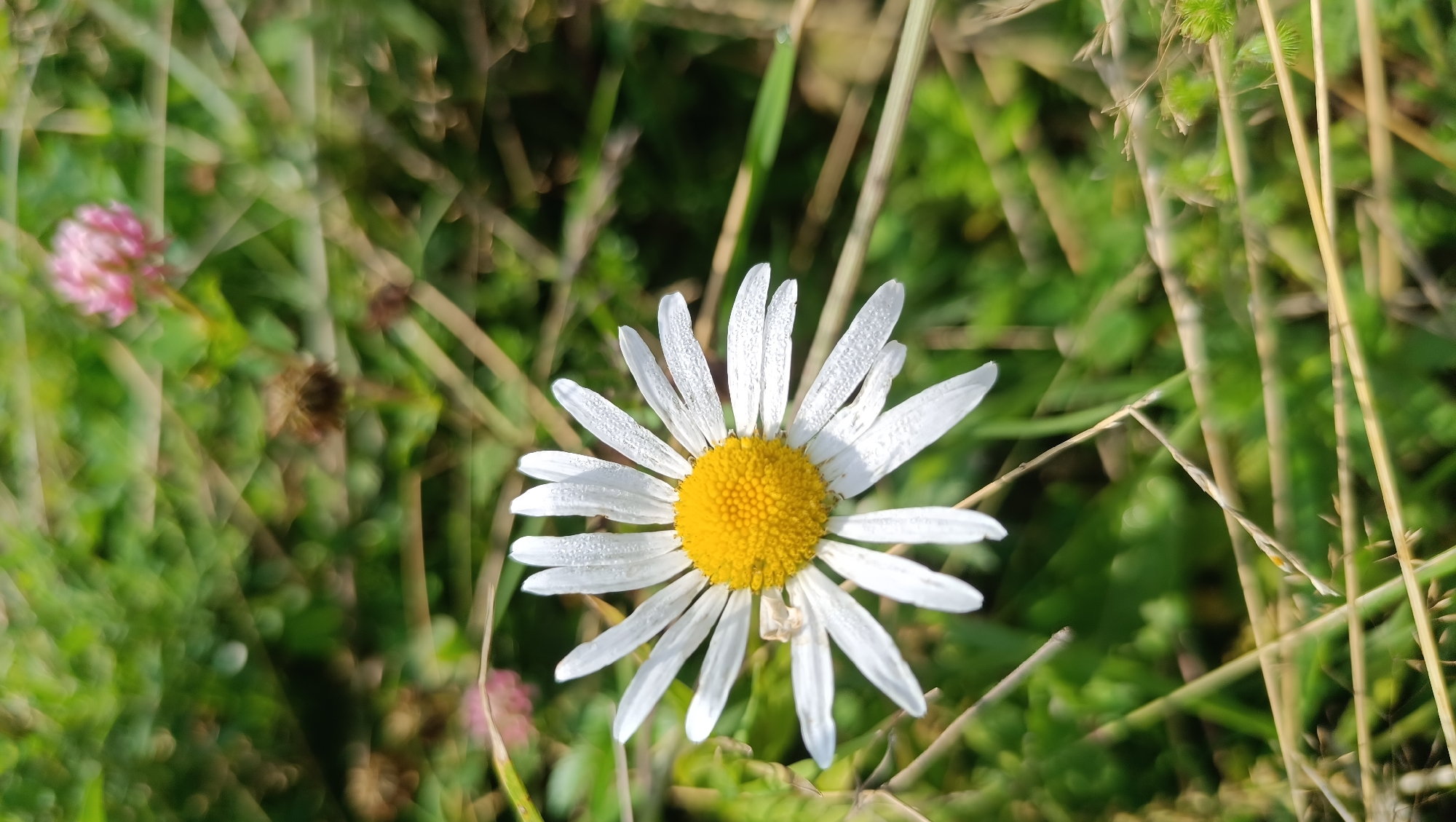 The image is a close-up, high-angle shot of a single white daisy with a yellow center, adorned with tiny water droplets on its petals. The daisy is positioned in the center of the frame, surrounded by lush green foliage and dry grass stalks. In the upper left quadrant, a blurred pink clover flower is visible. The background is softly focused, creating a shallow depth of field that emphasizes the daisy. The lighting suggests it is daytime, possibly early morning due to the dew. The scene appears to be an outdoor natural environment. There are no people or animals visible. The location is Karsha, Russia, characterized by its natural vegetation.