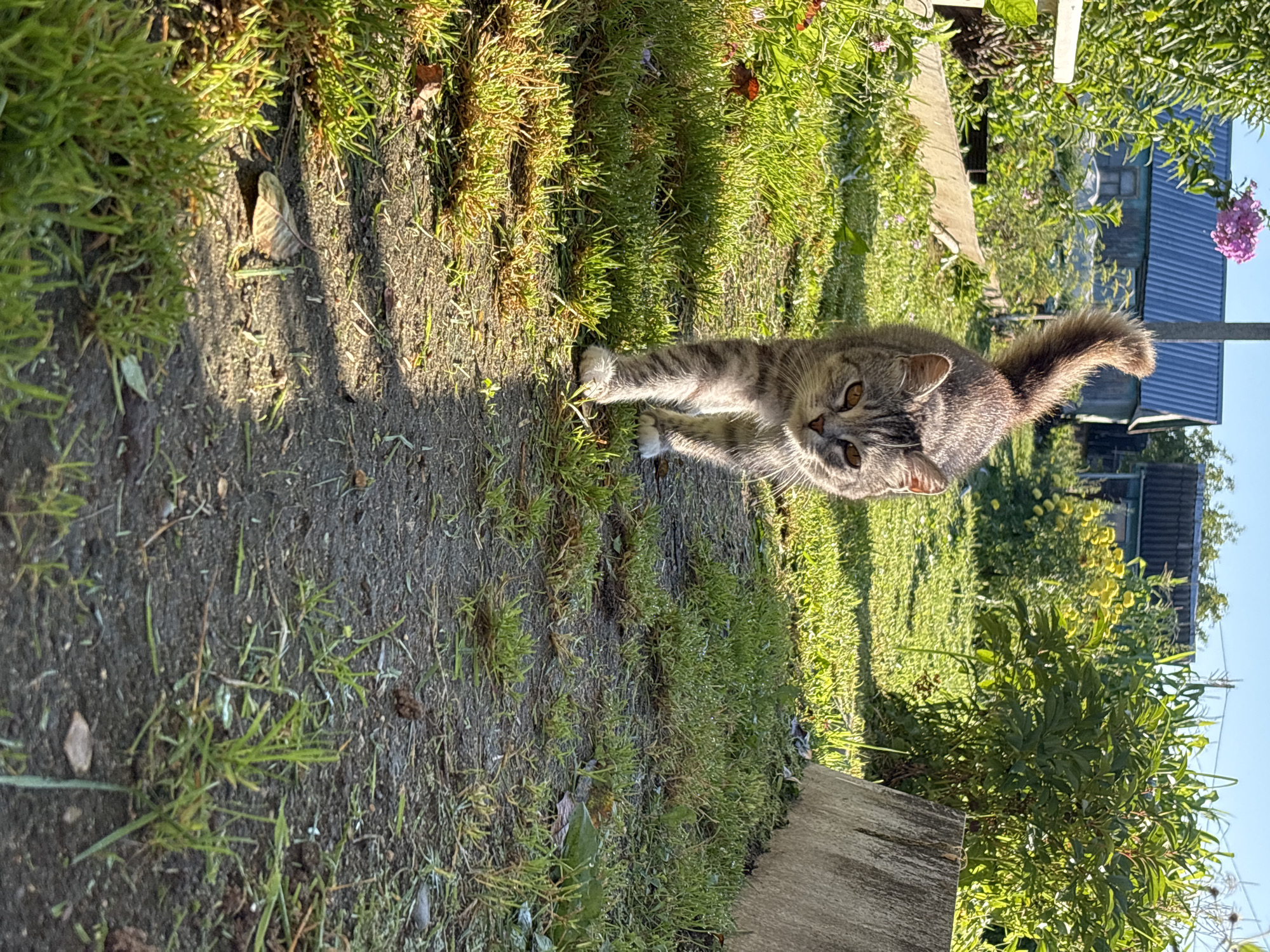 A grey tabby cat walks on a dirt path through a grassy yard. The cat is walking towards the camera and is in focus. Behind the cat, there is a building with a blue roof, and green bushes and yellow flowers. The sky is clear and blue. The scene appears to be a rural setting. The image was taken in the city of Semibratovo, Russia.