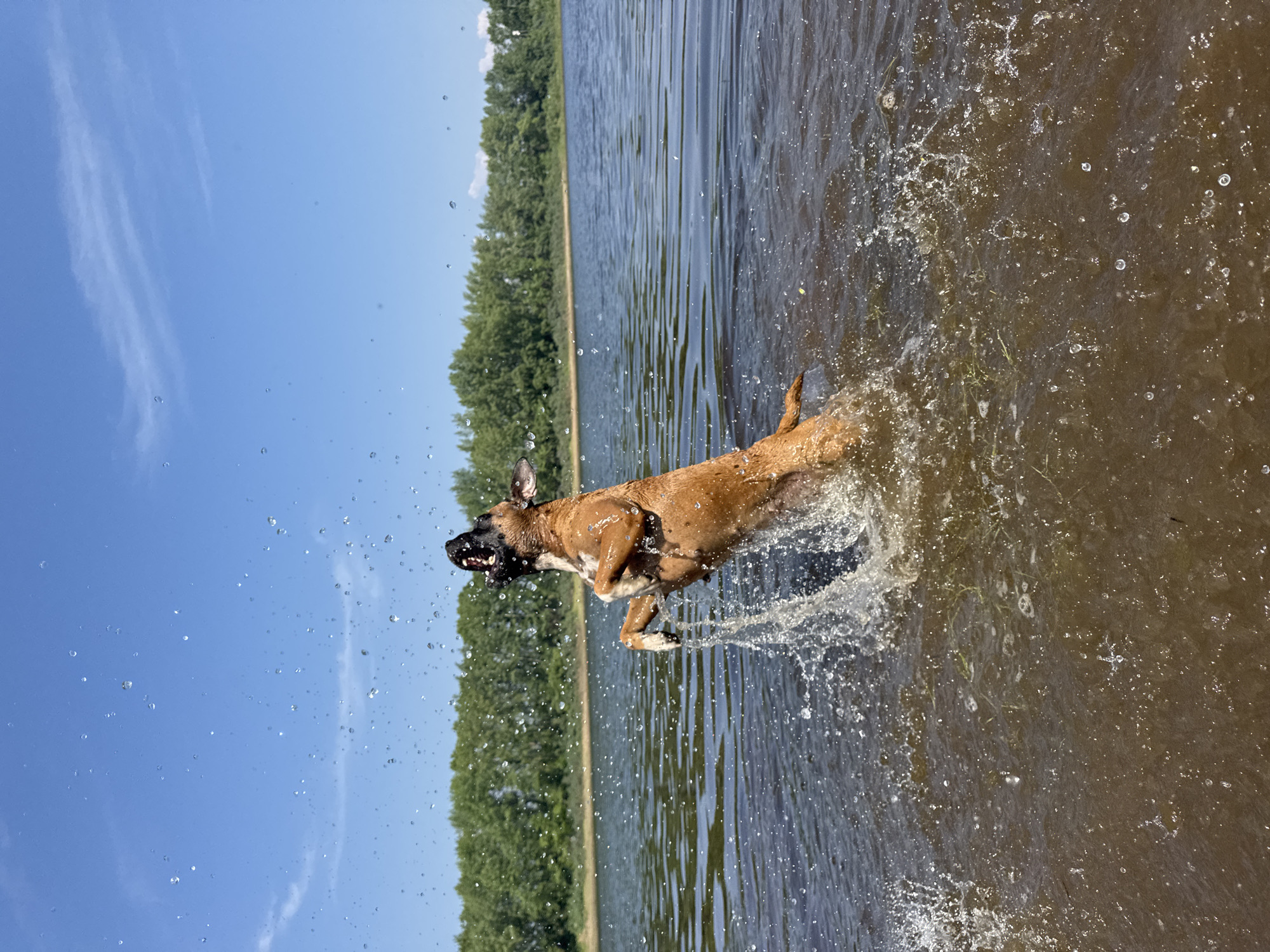 A brown dog is pictured mid-air, jumping out of murky brown water on a sunny day. The dog is facing left, with its mouth open and its front paws extended. It is surrounded by splashes of water, with droplets visible in the air and on the surface of the water. In the background, a line of green trees separates the water from a bright blue sky with a few wispy white clouds. The scene appears to be a natural body of water, likely a river or lake, and could be located near Chaikovsky, Russia, given the vegetation and the natural setting.