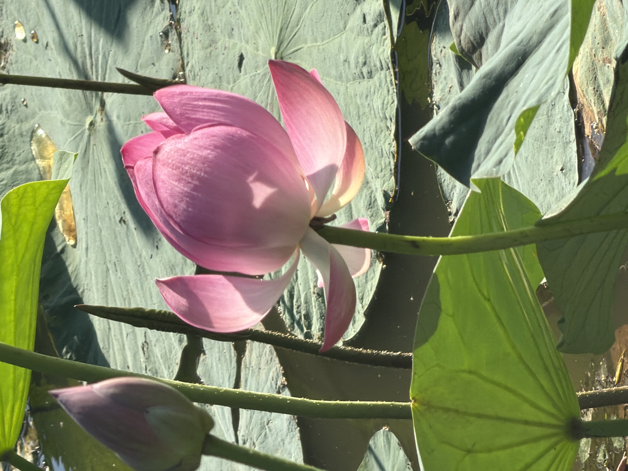 A pink lotus flower is in full bloom, its petals unfurling in the sunlight. Beside it, a lotus bud, also pink, remains closed. Both are surrounded by large, flat green lily pads floating on dark water. The scene appears to be a natural pond or lake, with sunlight dappling through the foliage and casting shadows on the water and lily pads. The environment suggests a serene and natural setting, possibly a park or botanical garden within Galkino, Russia. There are no people visible in the image. The focus is entirely on the aquatic flora.