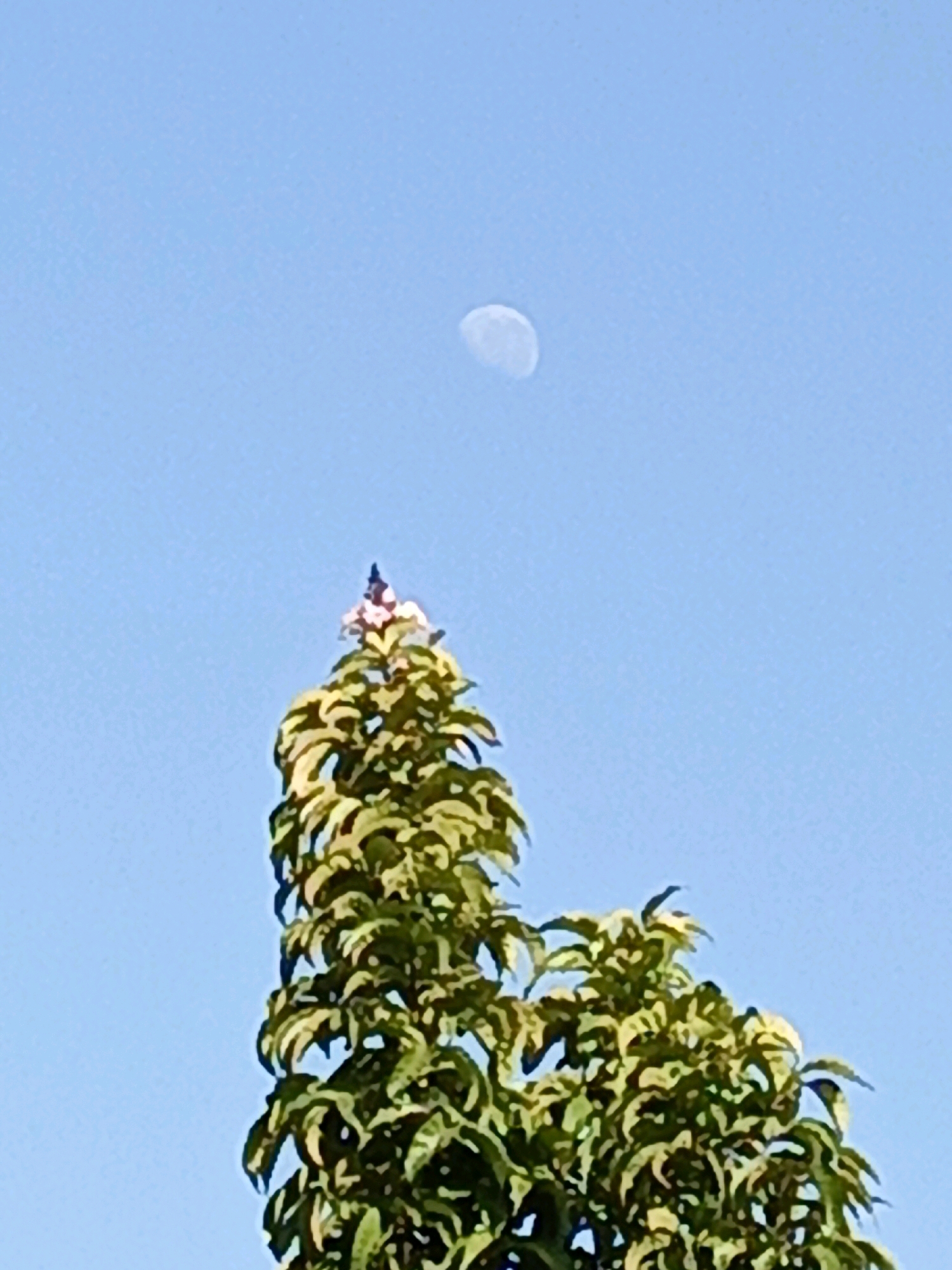 A close-up shot captures the top of a tree with lush green foliage against a clear blue sky. Perched atop the tree's highest point is a small, dark bird with lighter colored markings on its head and chest, possibly a flycatcher. In the upper right quadrant of the frame, a partially visible moon hangs in the sky, appearing as a pale, crescent shape. The image appears to be taken in the city of Ela-ela, Indonesia, during the daytime.