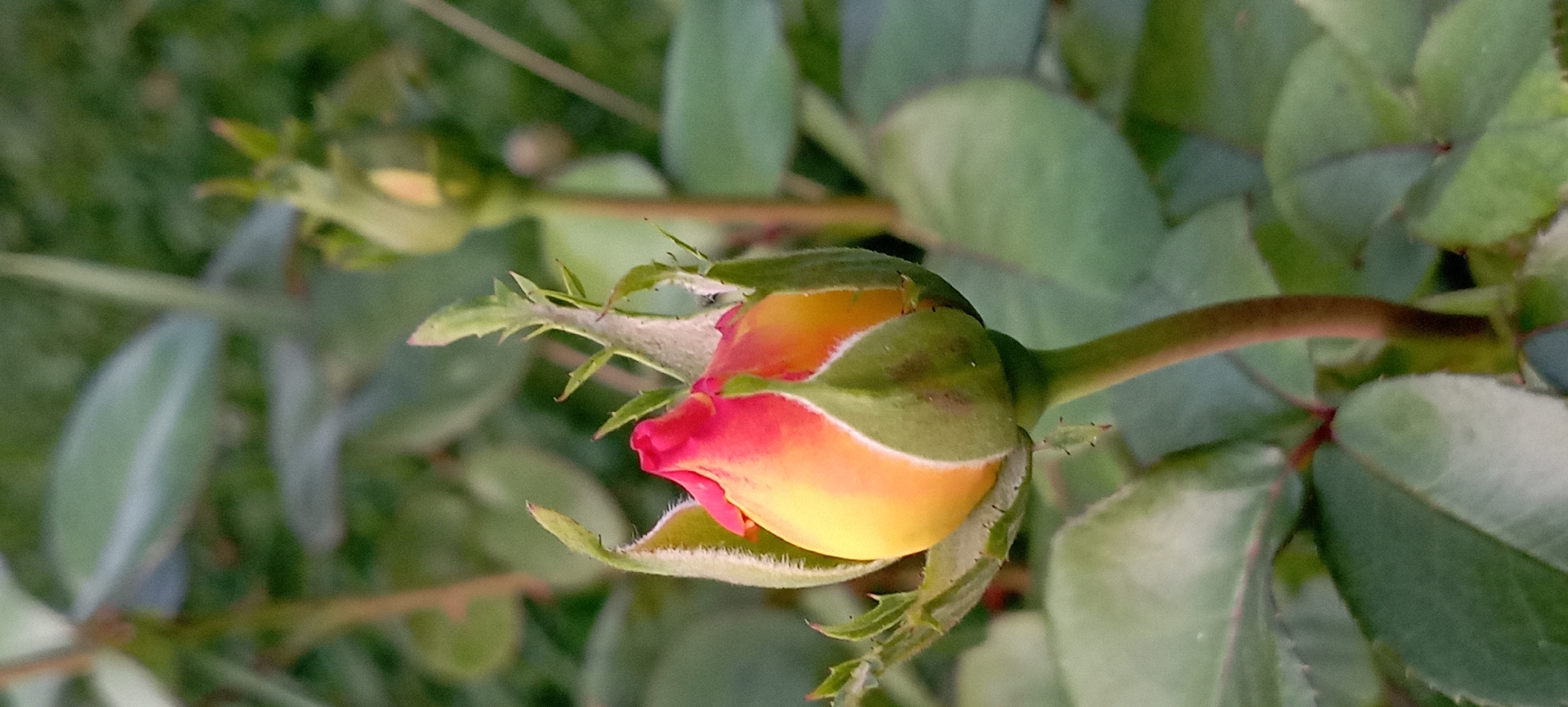 The image shows a close-up view of a rosebud. The rosebud is predominantly yellow with streaks of red at the tip. It is partially enclosed by green sepals that have a fuzzy texture along their edges. The stem of the rosebud is visible and appears to be a reddish-brown color. In the background, out of focus, are more green leaves and another rosebud, suggesting the presence of a rose bush. The overall lighting suggests it is daytime, possibly in the late afternoon given the soft light. The image does not provide any information about the location in Radisne, Ukraine, or any people, actions, or interactions.