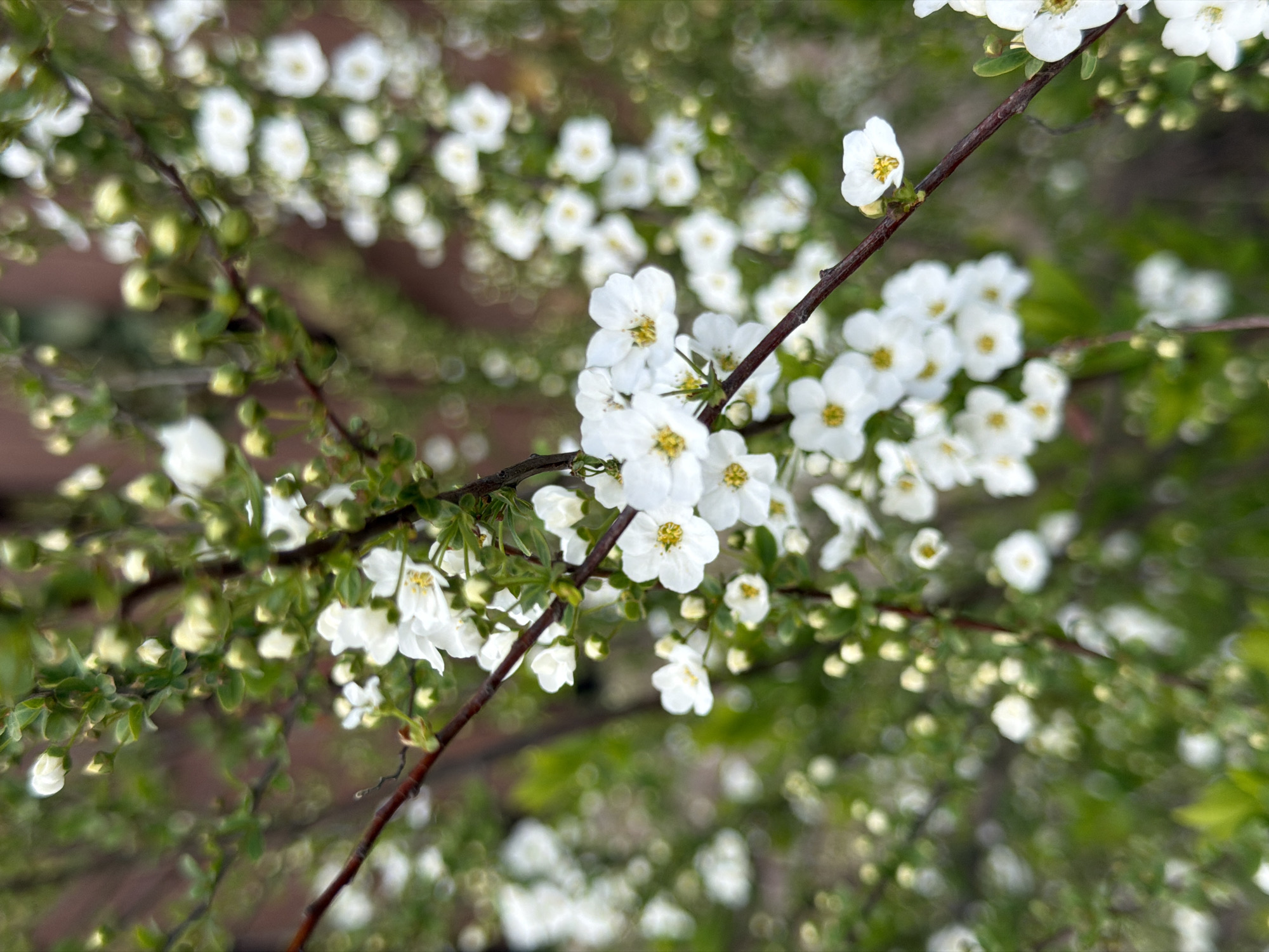 The image displays a close-up, shallow depth-of-field view of a flowering shrub, likely Spiraea, in bloom. The primary subjects are numerous small, white, five-petaled flowers, each exhibiting a distinct yellow center composed of stamens. These flowers are clustered along slender, brown woody branches. Many spherical green flower buds are also visible, interspersed among the open blooms. Small green leaves are present on the branches but are largely secondary to the floral display. The background is significantly out of focus, presenting a blurred expanse of green and brown tones, indicative of dense foliage or other vegetation. No individuals are present. No actions or interactions are depicted. The environment is an outdoor natural setting. The specific location within Krasnodar, Russia, cannot be determined from the visual information provided in the image.
