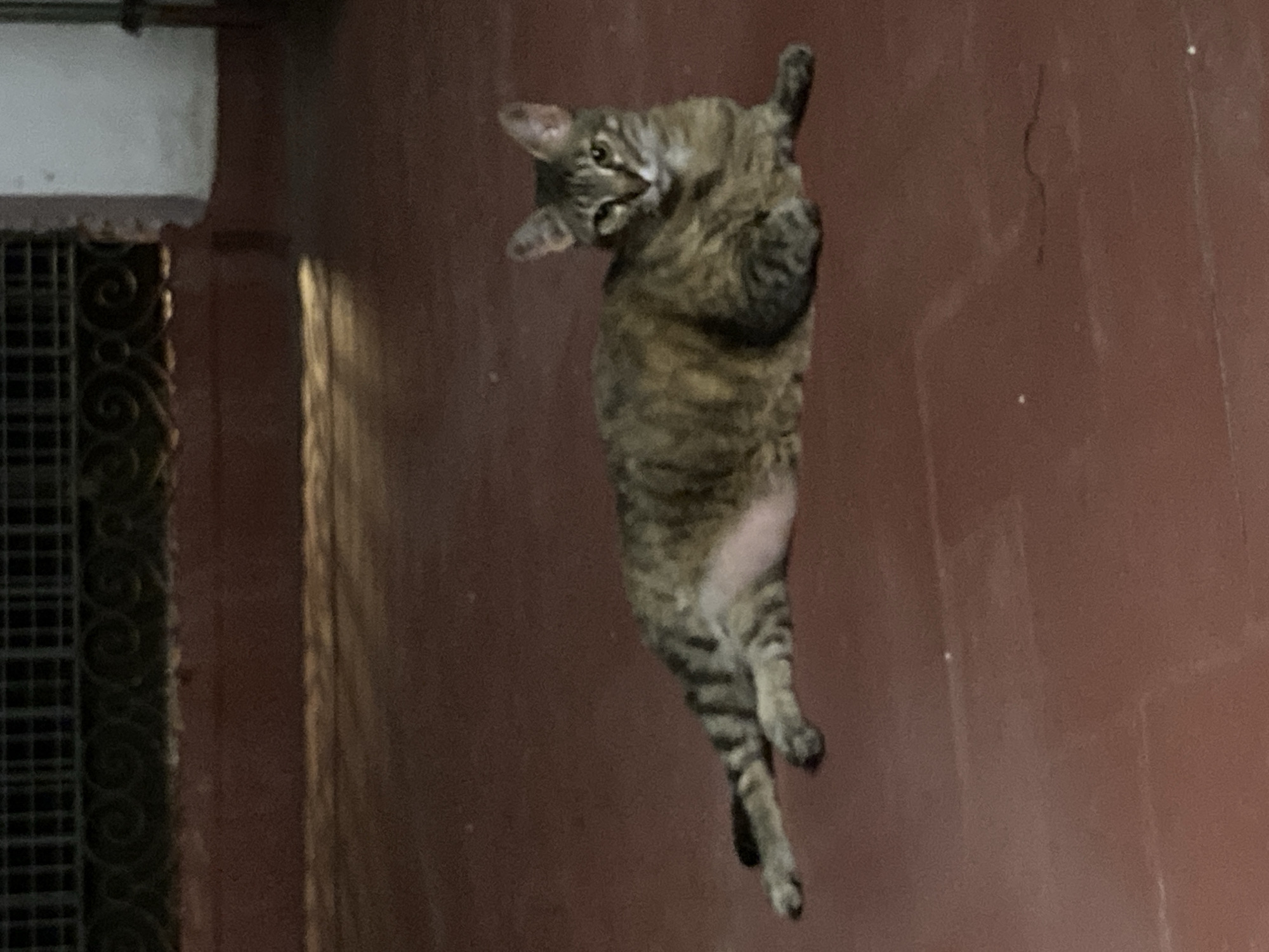 A tabby cat with stripes of brown, black, and tan lies relaxed on a reddish-brown tiled floor. The cat is facing the viewer, with its head turned slightly to the right. Its eyes are open and alert. The cat's body is stretched out, with its front legs extended forward and its hind legs tucked beneath it. The background is a dark, out-of-focus area with hints of a dark metal railing with decorative scrollwork above a dark red wall. The lighting suggests it is either dusk or dawn, or an indoor environment with low light. The scene is set in Sabadell, Spain, on a tiled patio or walkway, likely part of a residential or public area given the railing and wall features.