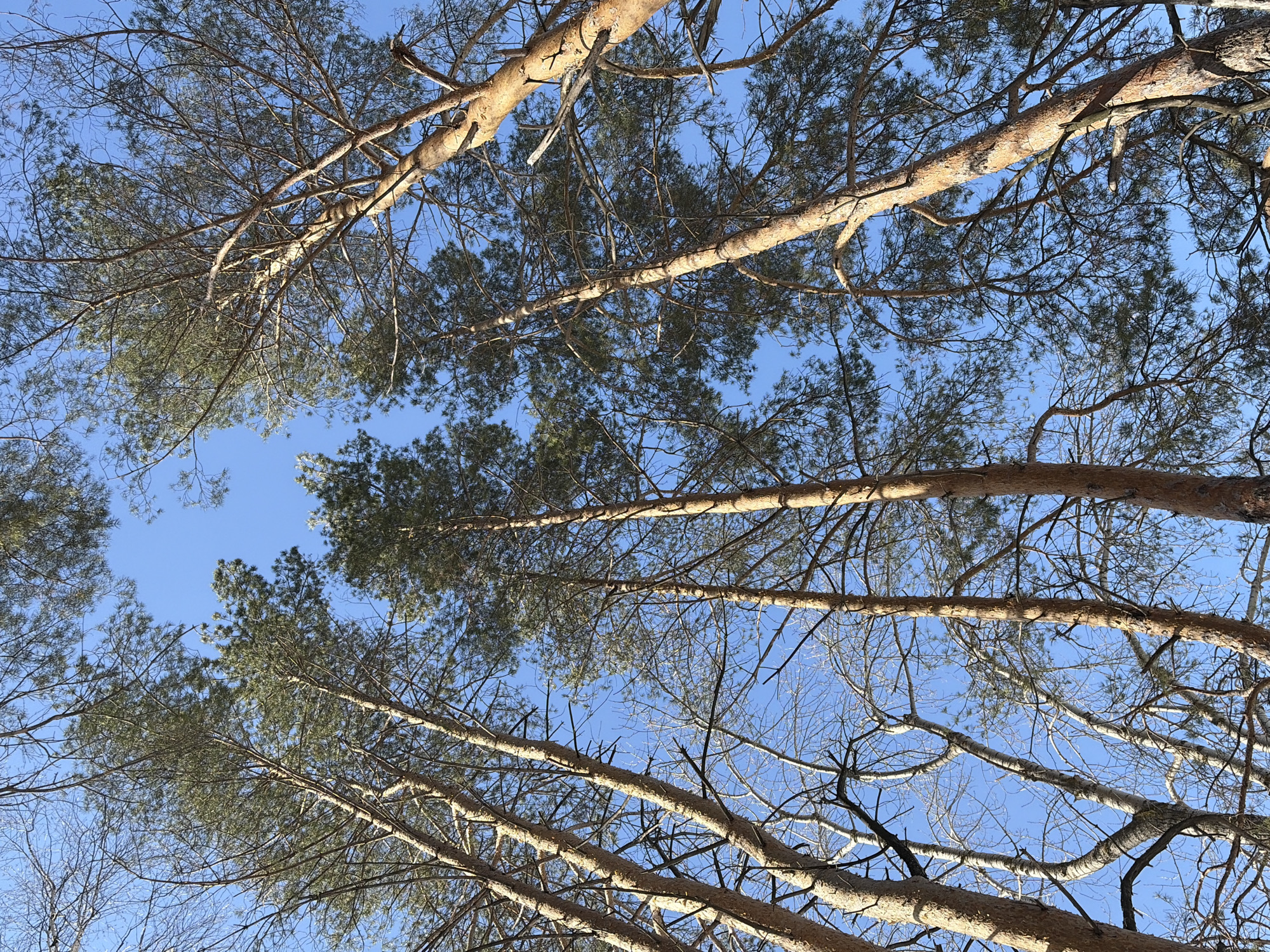 The image displays a low-angle perspective looking upward through a dense canopy of trees towards a clear, bright blue sky. Numerous tall coniferous trees, identifiable by their reddish-brown bark and clusters of green needles, form the primary subject, with their trunks and branches extending vertically and diagonally across the frame. Interspersed among these are bare, intricate branches of deciduous trees, lacking foliage. The sky is visible in various gaps within the tree coverage, indicating an outdoor, natural environment. No people, animals, structures, or man-made objects are present. This scene is located within the city of Chaikovsky, Russia.