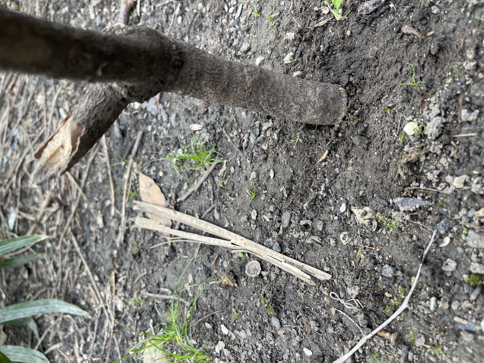 The image presents a close-up view of the ground, possibly in Sochi, Russia. The ground is primarily composed of dark soil interspersed with small stones, twigs, and some sparse vegetation. A thick, weathered branch is prominently featured, positioned diagonally from the upper left towards the center. A portion of the branch appears to have been broken off. A small patch of green grass and a few leaves are visible near the bottom left. The overall impression is that of a natural, undisturbed environment.
