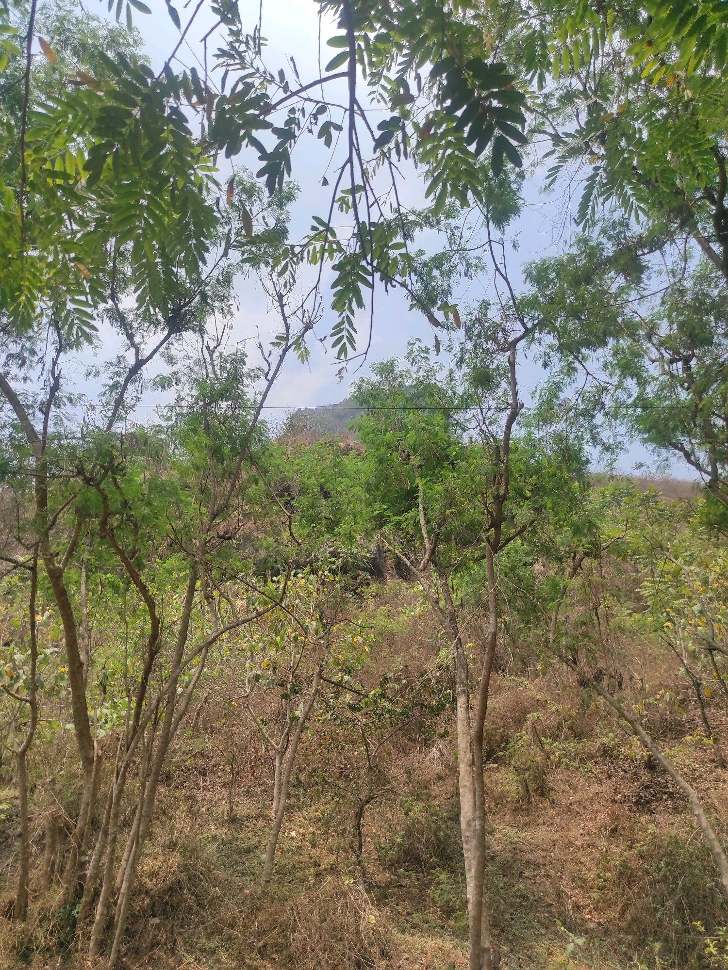 This image depicts a natural outdoor scene, likely a forest or wooded area, with a view of a hillside in the background. The foreground is dominated by the branches and foliage of several trees. The leaves are predominantly green and appear to be from deciduous trees, given the presence of some dried seed pods. The tree trunks are slender and brown, with some appearing bare of leaves.
The middle ground shows a denser growth of trees and vegetation, also featuring green leaves and brown, dry undergrowth. The terrain slopes upward towards the background, where a hazy hillside covered in green vegetation is visible. The sky above is partly cloudy with a bright, diffused light, suggesting it is daytime.
The scene appears to be a natural, undeveloped area. There are no visible people, animals, or man-made structures. The overall impression is one of a tranquil, somewhat overgrown natural environment. The description of the location in Gunungmasigit, Indonesia, suggests a tropical or subtropical climate, which aligns with the lush greenery observed in the image.