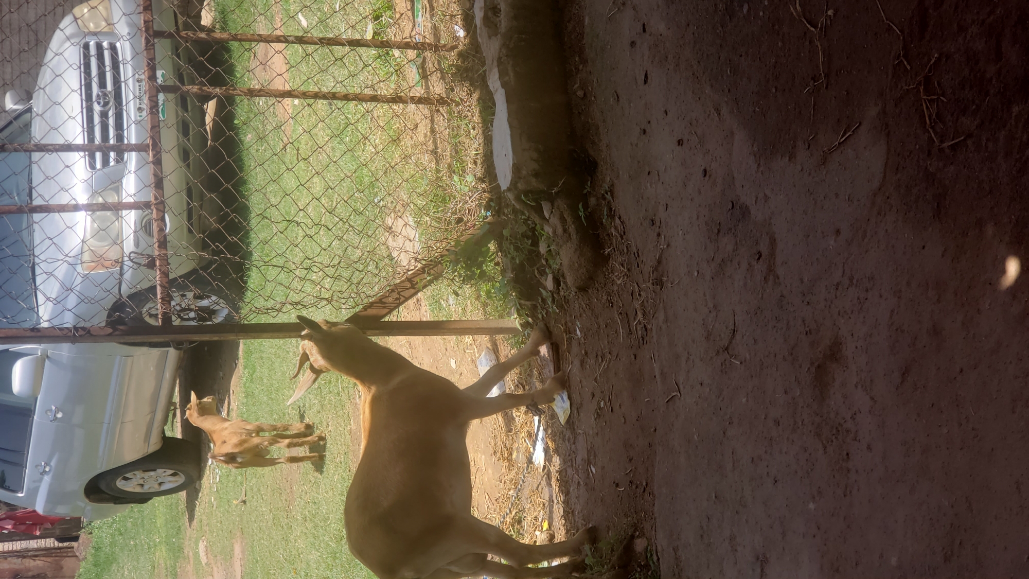 In Narayi, Nigeria, a sandy, dirt lot borders a grassy area where two goats are present. In the foreground, a light brown goat stands facing left, with its head turned towards a wire fence. Its legs are positioned in a relaxed stance. Behind this goat and to its left, a smaller, similar-colored goat stands facing away from the camera, its tail visible. Beyond the grassy area, a silver SUV is parked. The SUV has a license plate with "KADUNA" visible. A wire mesh fence runs horizontally across the middle ground of the image. The environment is sunny and appears to be outdoors.