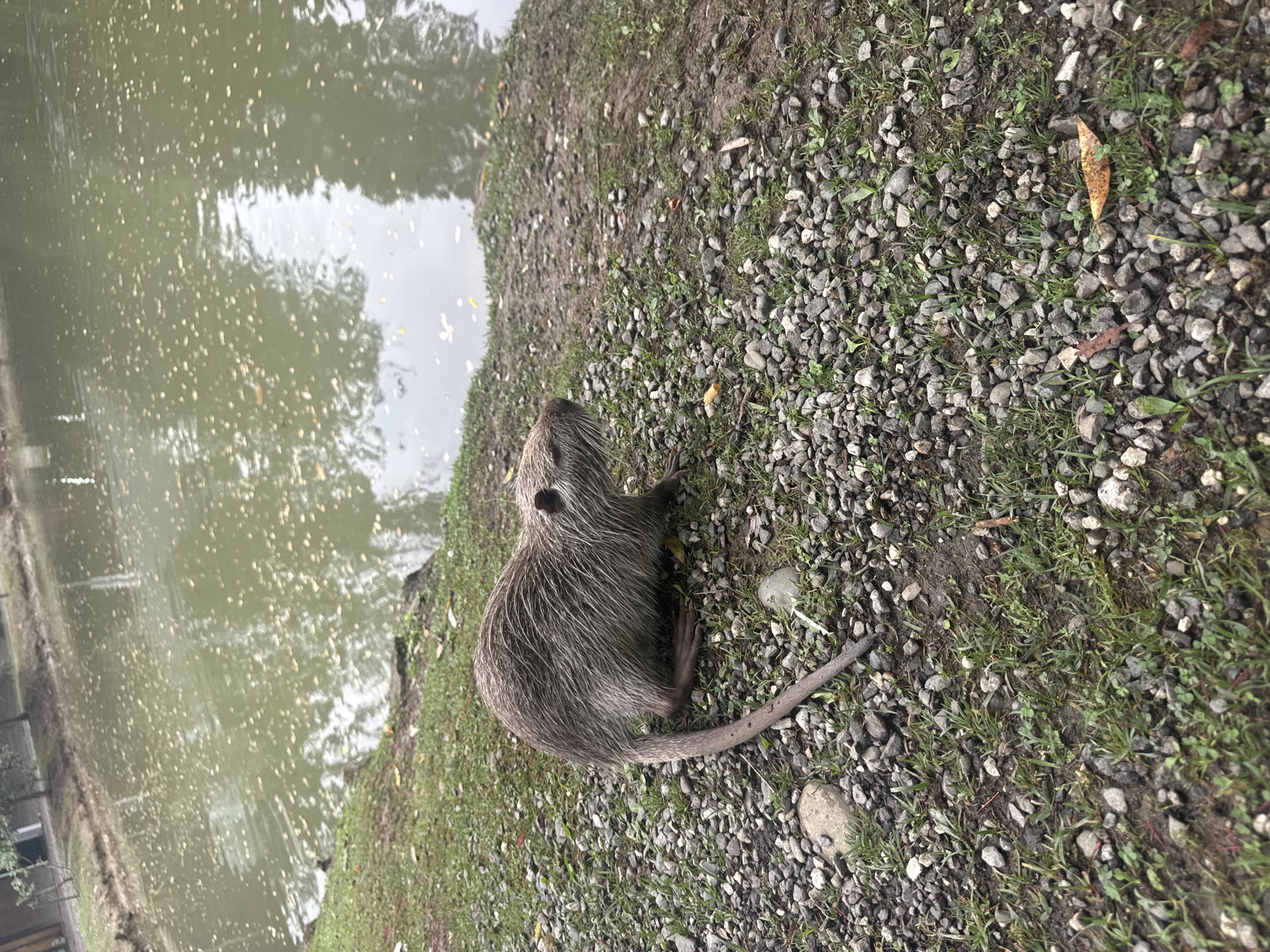 A semi-aquatic rodent, possibly a coypu, is perched on a gravelly embankment next to a body of water. The rodent has thick, grey-brown fur and a long, rat-like tail. It is facing to the right, with its head lowered slightly. The water is calm and reflects the overcast sky and surrounding trees. The embankment is covered in small, grey stones and sparse green grass. In the background, a line of trees is visible along the far bank of the water. The overall scene suggests a natural or semi-natural environment, possibly a park or a pond in a rural area. The image does not provide any specific clues about its location in the city of Semenovka, Russia, or any indications of human activity.