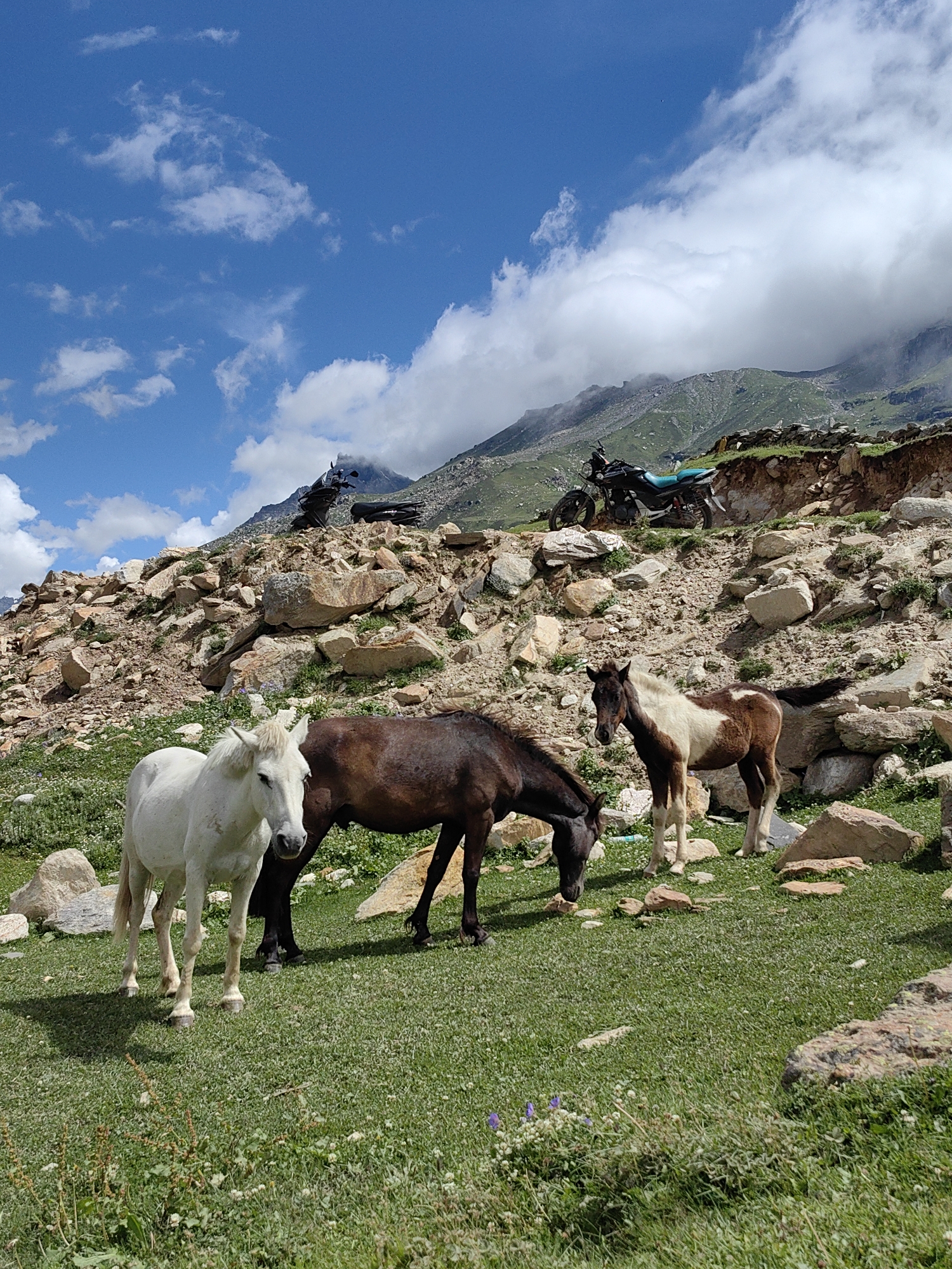 Three horses, a white one, a dark brown one, and a piebald one, graze on a grassy slope in Gramphu, India. The white horse stands to the left, facing forward. The dark brown horse is in the center, with its head down grazing. The piebald horse is to the right, facing left. In the background, motorcycles are parked on a rocky hillside, with a mountainous landscape behind them. The sky is blue with scattered white clouds.
