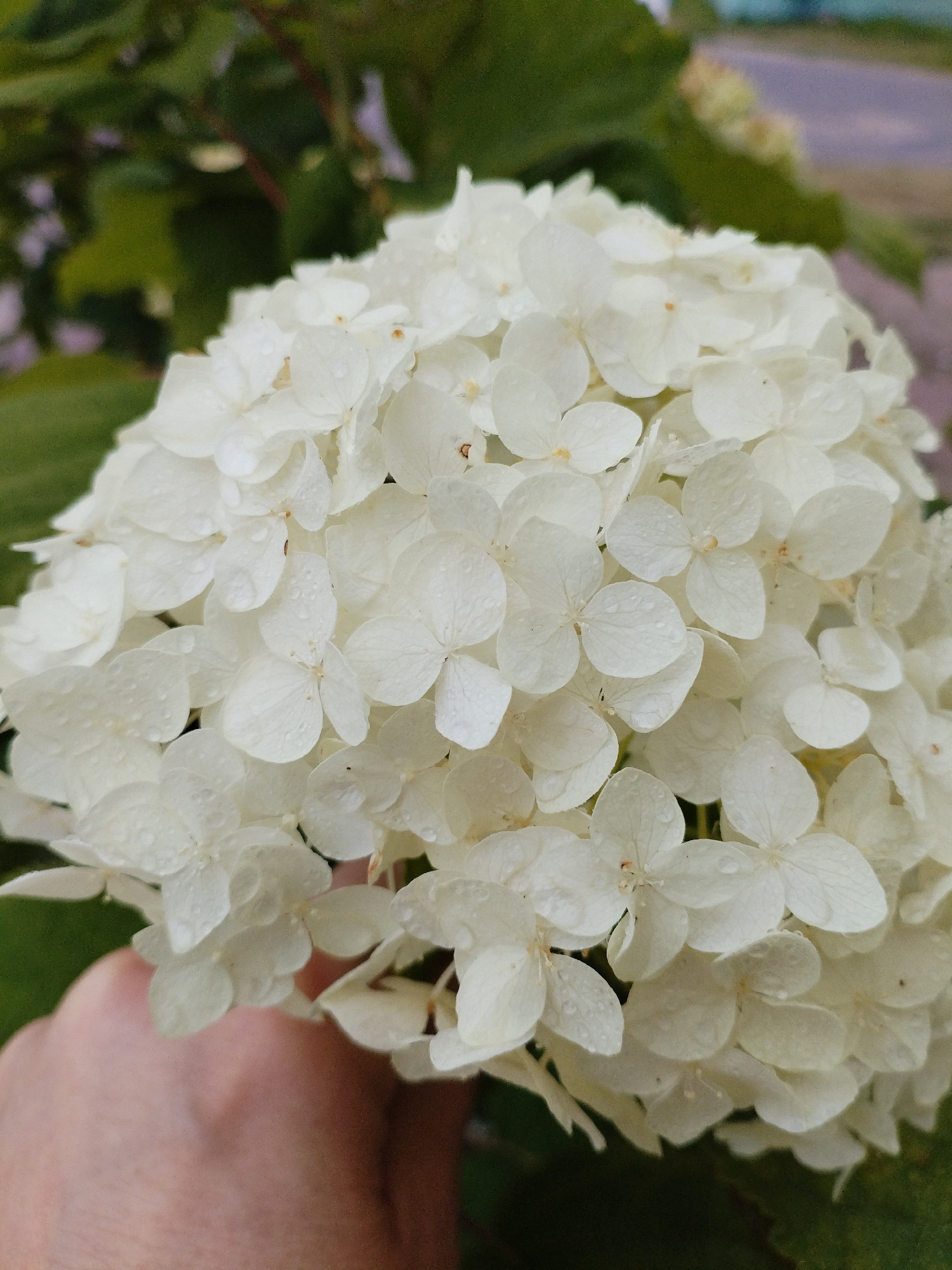 A close-up, eye-level shot features a large, round cluster of delicate white hydrangea flowers, some of which are dotted with tiny water droplets. The flowers are a creamy white, with a hint of yellow in their centers. A human hand, with visible skin texture and a light tan complexion, is gently supporting the base of the flower cluster from the lower left. The background is softly blurred, with lush green foliage on the left side and a hint of a paved surface, possibly a road or path, in muted tones of gray and purple on the upper right. The overall impression is one of natural beauty and a moment of gentle interaction with nature. The scene is believed to be located in Bialynichy, Belarus.