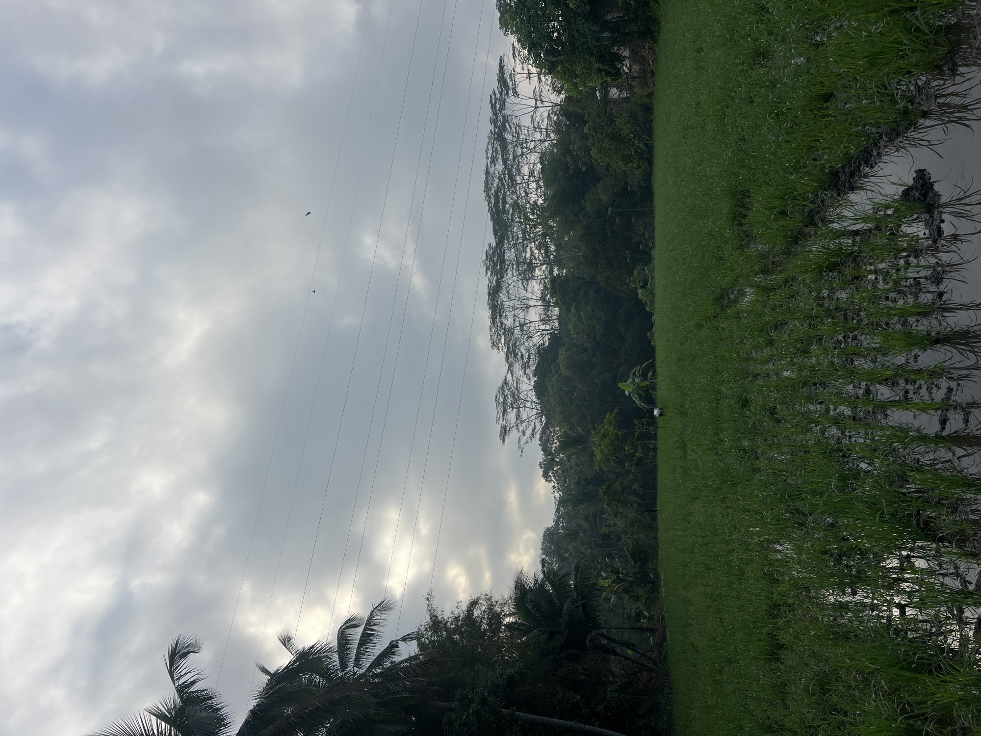 The image captures a panoramic view of a lush green rice field in the early morning light in the city of Payaman, Indonesia. The sky is overcast with a soft, diffused glow suggesting the sun is behind the clouds. Several power lines stretch horizontally across the sky, adding a man-made element to the natural landscape.
In the foreground, young rice seedlings are neatly planted in rows, with water pooling in the muddy soil between them, reflecting the overcast sky and the surrounding greenery. A lone figure, possibly a farmer, is visible in the mid-ground of the field, bent over and engaged in work.
The middle ground is dominated by a dense line of trees, forming a thick green backdrop. These trees vary in height and species, with some appearing tall and slender, while others have a more spread-out canopy. Beyond the trees, the landscape extends further, hinting at more vegetation and perhaps distant structures. On the left side of the image, tall palm trees rise above the other foliage, their fronds silhouetted against the cloudy sky. Two birds are captured in flight in the upper portion of the sky. The overall impression is one of tranquility and the daily rhythm of agricultural life in a tropical environment.