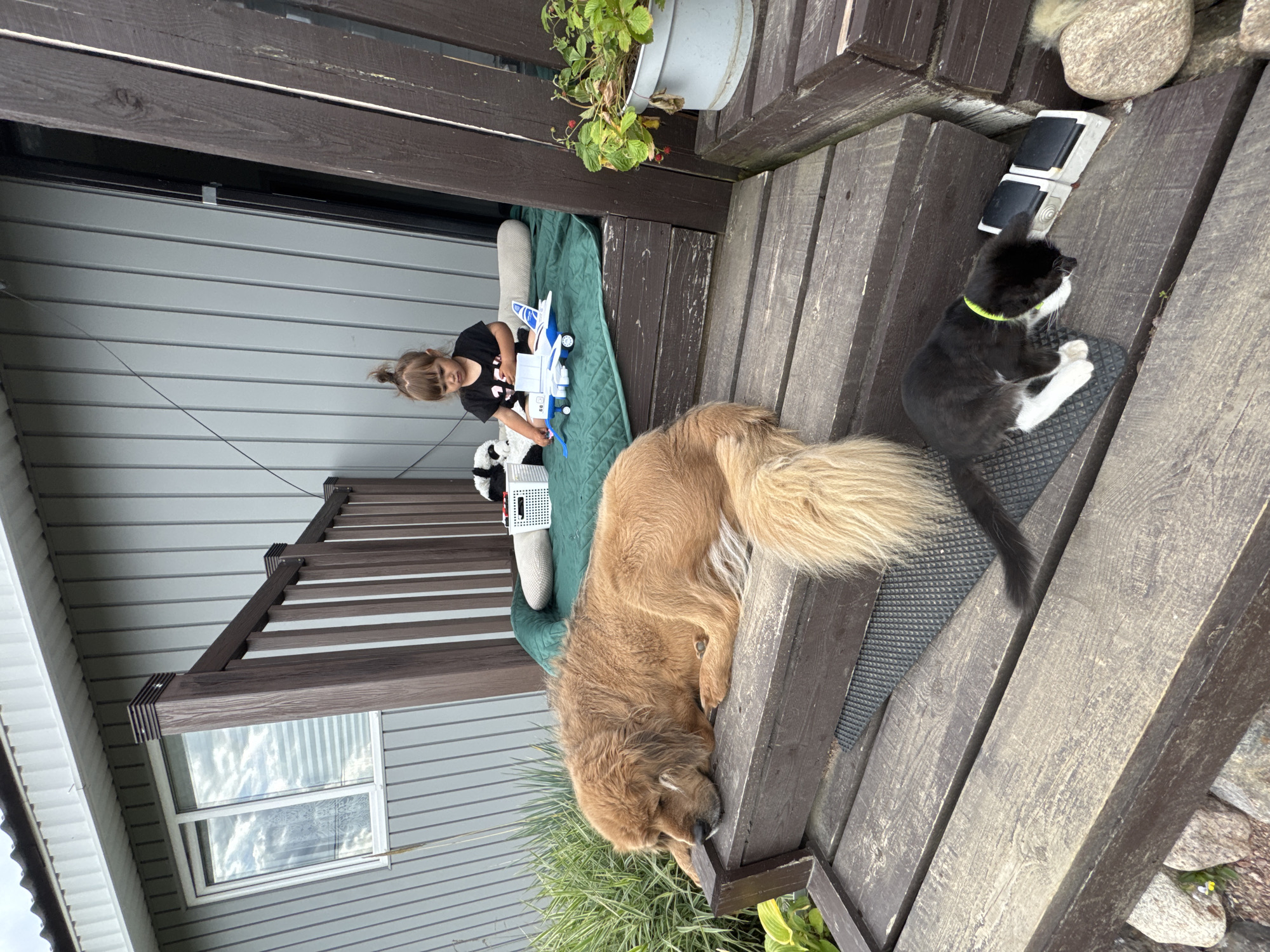 The image depicts an outdoor scene with a wooden deck and a gray-paneled building. In the foreground, a large, golden-colored dog is lying down on the wooden planks, its head resting on its paws. To its right and slightly lower on the deck, a black and white kitten with a yellow collar is also lying down. The kitten appears to be interacting with a small, white object. In the background, a young girl with her hair in a bun is sitting on a green mat placed on the deck, playing with a toy airplane. A white plastic basket is also visible near the girl. The environment includes some greenery, rocks, and a potted plant with red berries. The building has a window with blinds. The overall impression is a domestic setting where animals and a child are relaxing outdoors. The location is identified as Kempelevo, Russia.