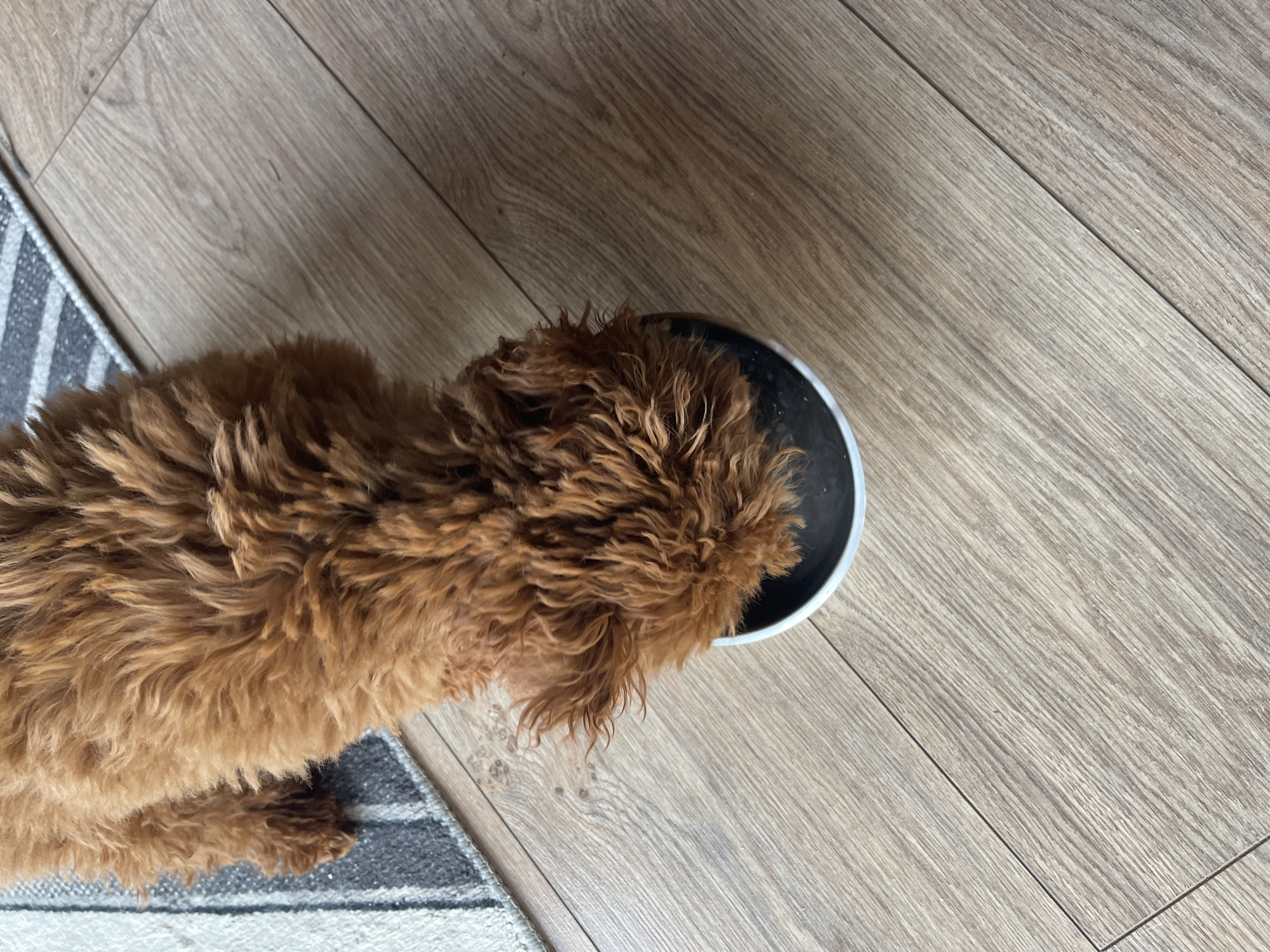 A brown, curly-haired dog is eating from a black and white dog bowl on a light-colored wood floor. A gray and white striped rug is partially visible in the lower left corner of the frame. The setting appears to be indoors. The location of Sofia, Bulgaria, is not evident in the image.