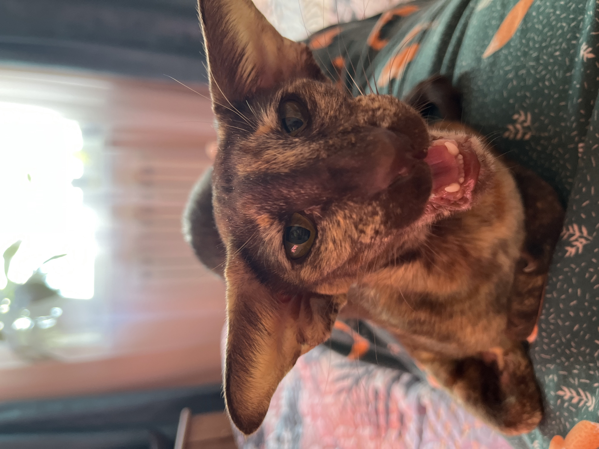 A close-up photograph depicts a brindle cat with its mouth open, revealing its teeth. The cat's face is the primary subject, filling most of the frame, and it is positioned at an unusual angle, suggesting the photo was taken from above or tilted. The cat has large, pointed ears and green eyes. The background includes a person wearing a dark teal top with an orange leaf-like pattern. A bright window is visible in the background. The image does not contain evidence of the location being Chaikovsky, Russia.