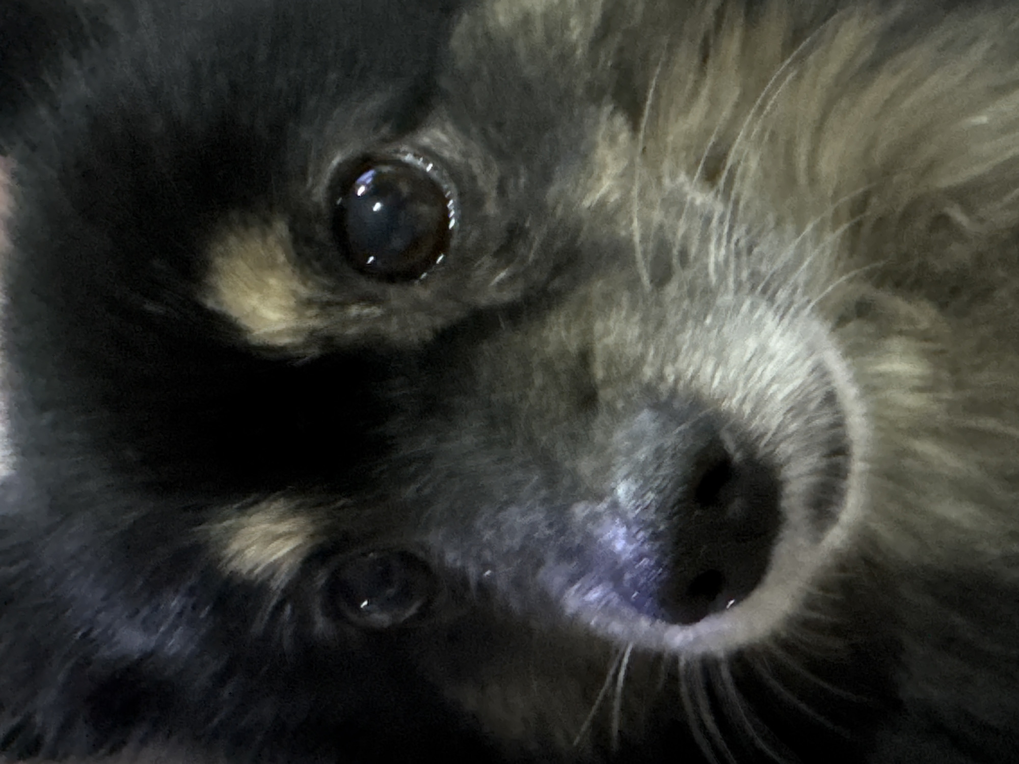 This is a close-up, low-angle photograph of a dog's face. The dog appears to be a breed with long, dark fur, with patches of tan or light brown fur around its eyes and muzzle. The dog's eyes are dark and reflect light, giving them a shiny appearance. Its nose is black and appears moist. The background is dark and out of focus, suggesting the photograph was taken indoors or in low light conditions. There is no discernible information about the location in Gölbaşı, Turkey.